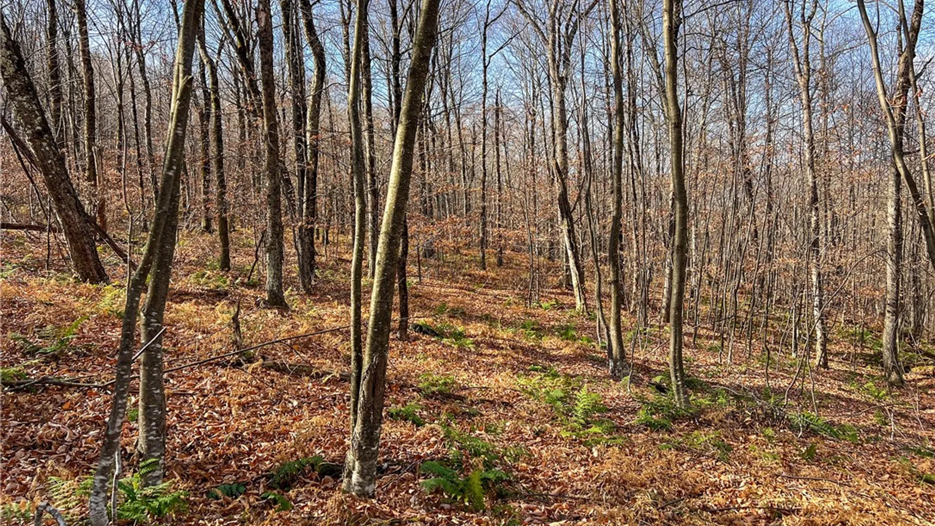 Property at 464 Curtis Lane, Hamden, NY 13782 47