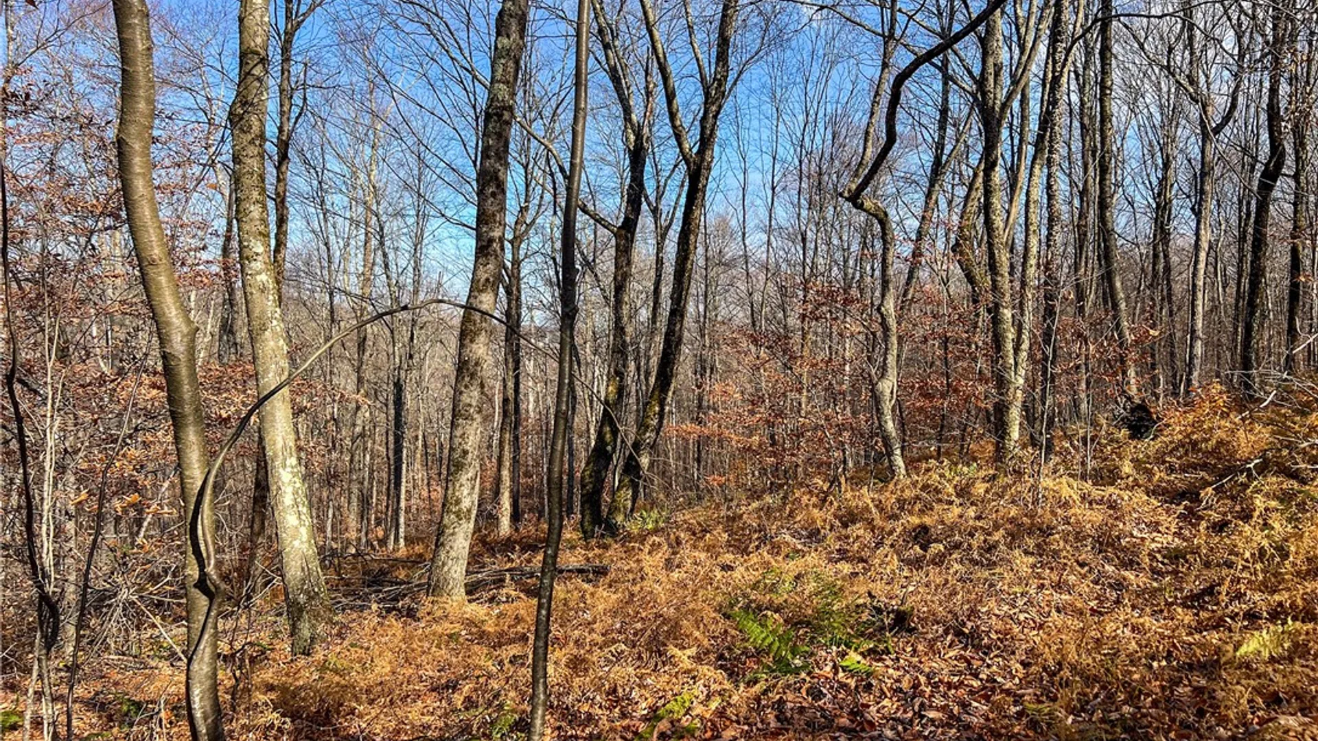 Property at 464 Curtis Lane, Hamden, NY 13782 48