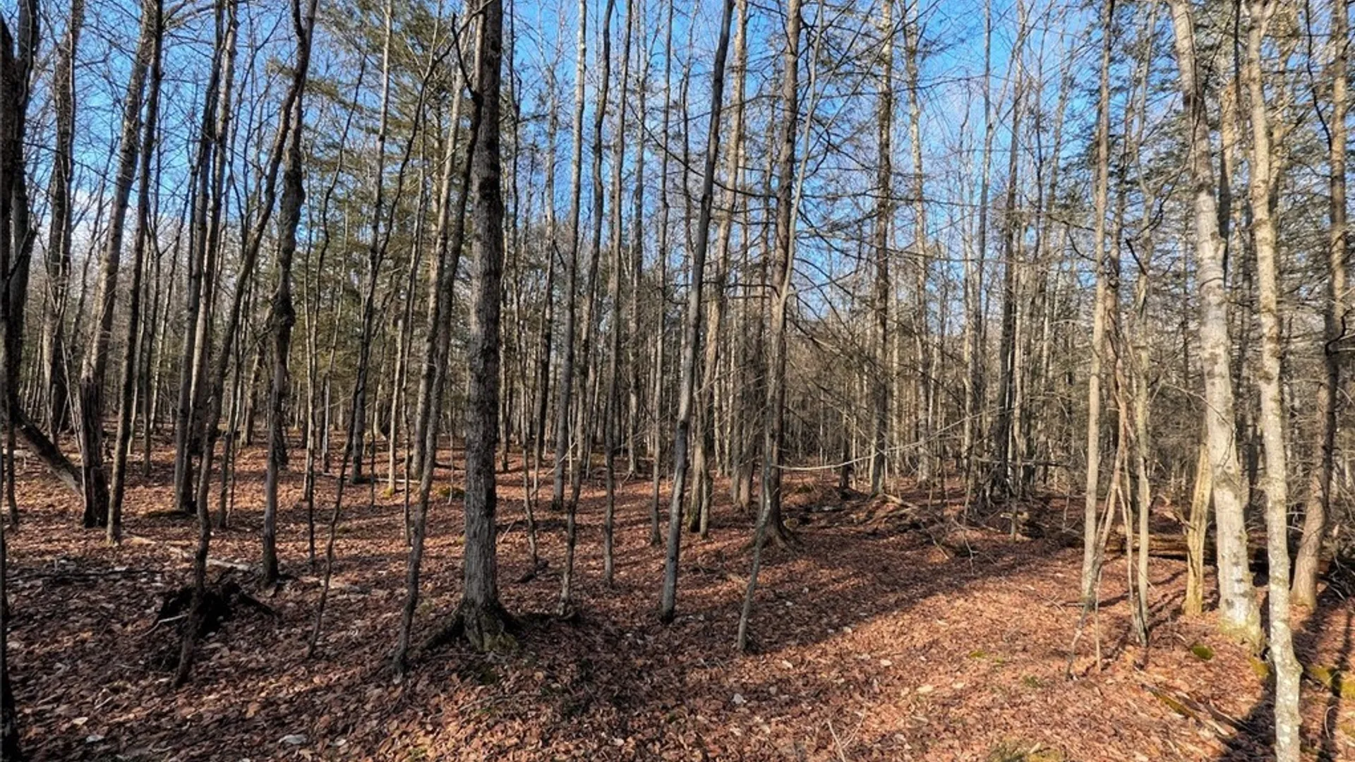 Property at South Road, Rathbone, NY 14801 13