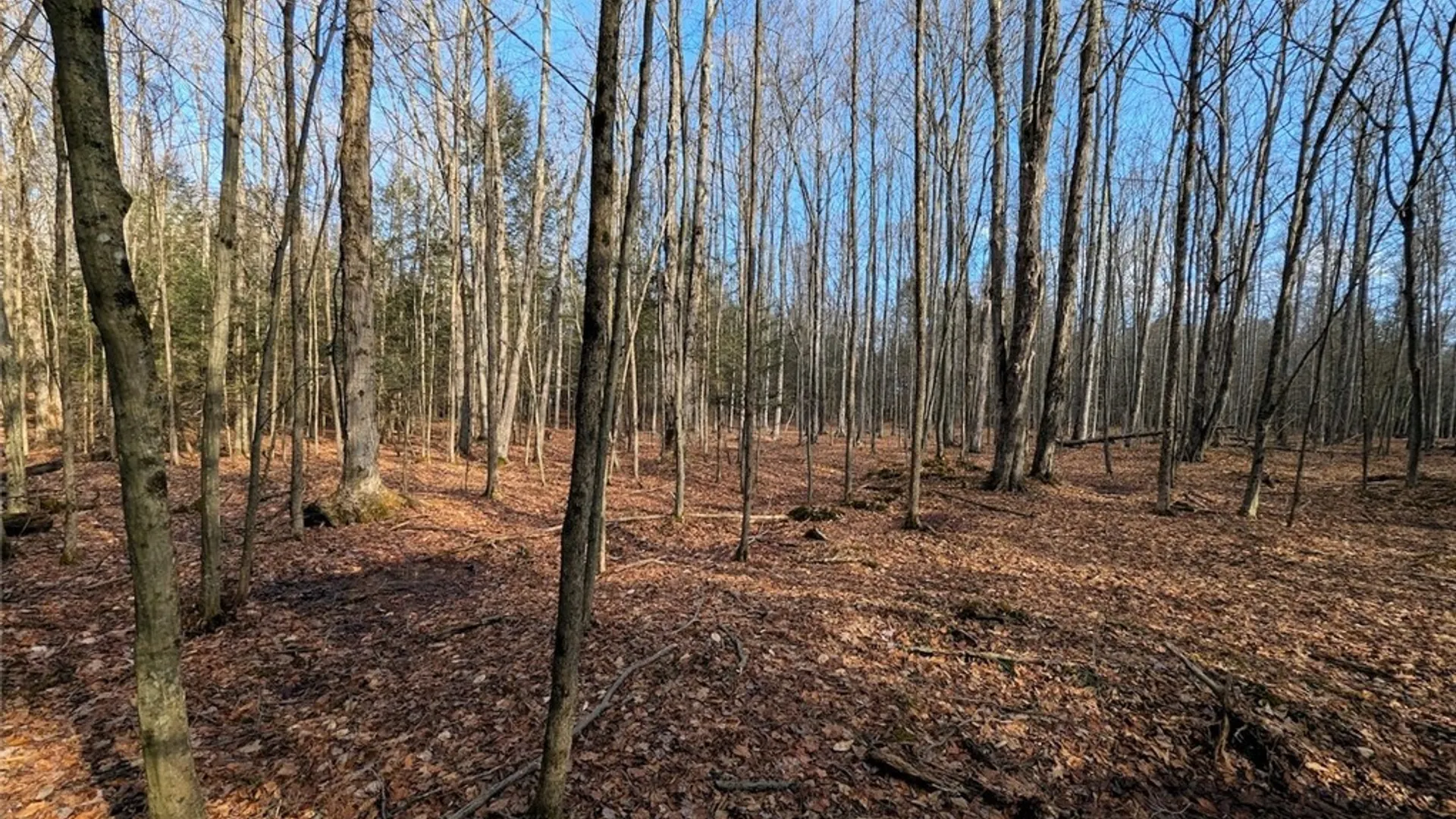 Property at South Road, Rathbone, NY 14801 7