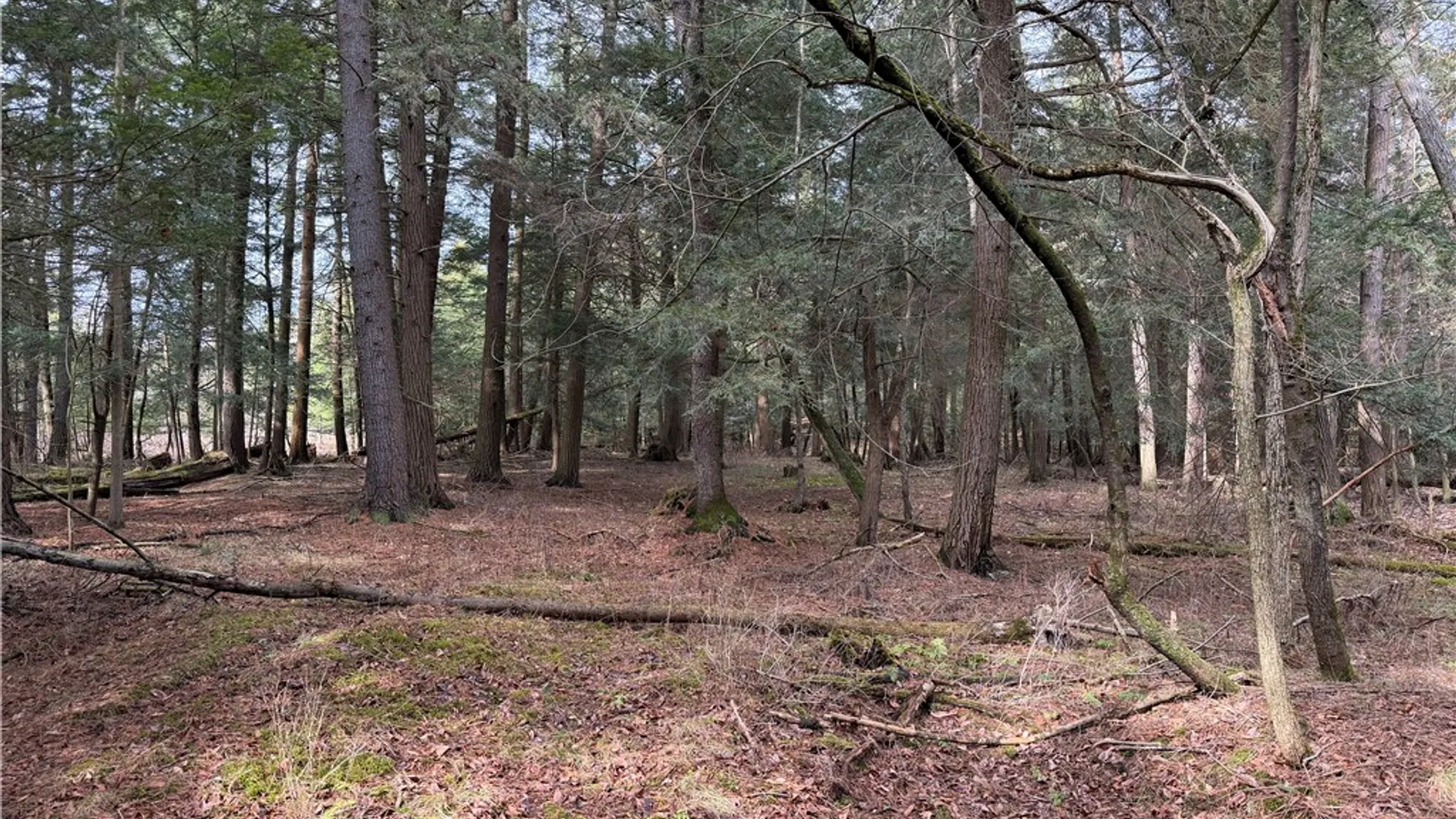 Property at 0 Decamp Lane, Tyrone, NY 14887 12