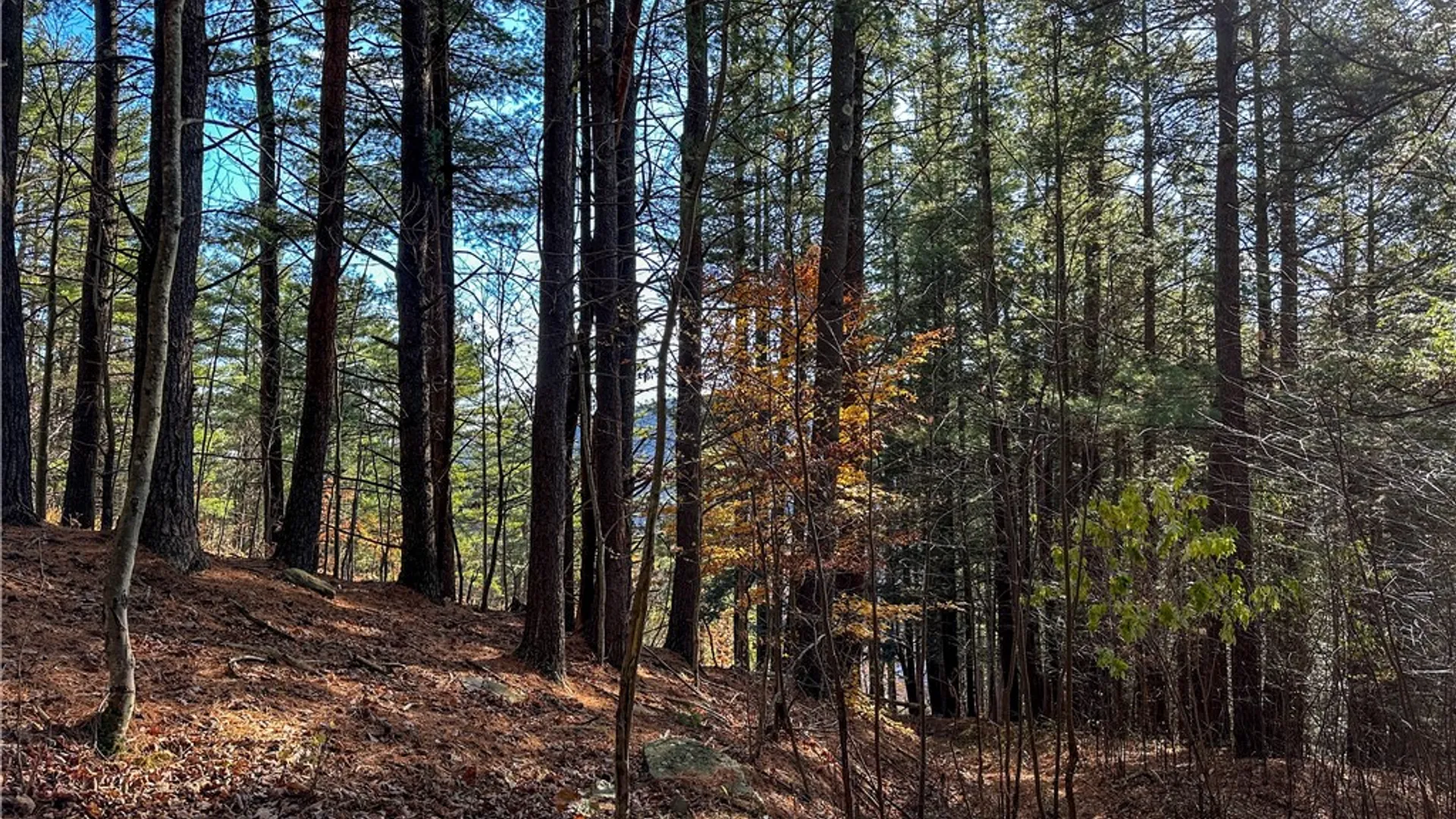 Property at VL Lot 1 County Route 119, Canisteo, NY 14823 31