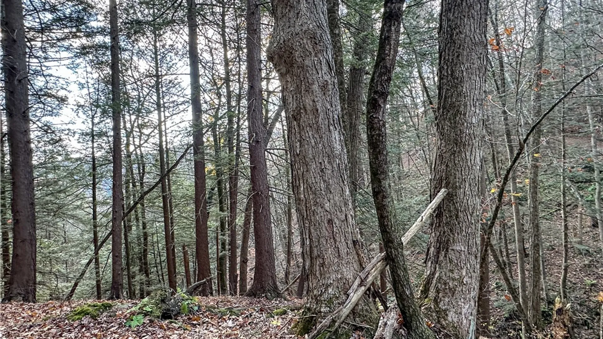 Property at VL Lot 1 County Route 119, Canisteo, NY 14823 33