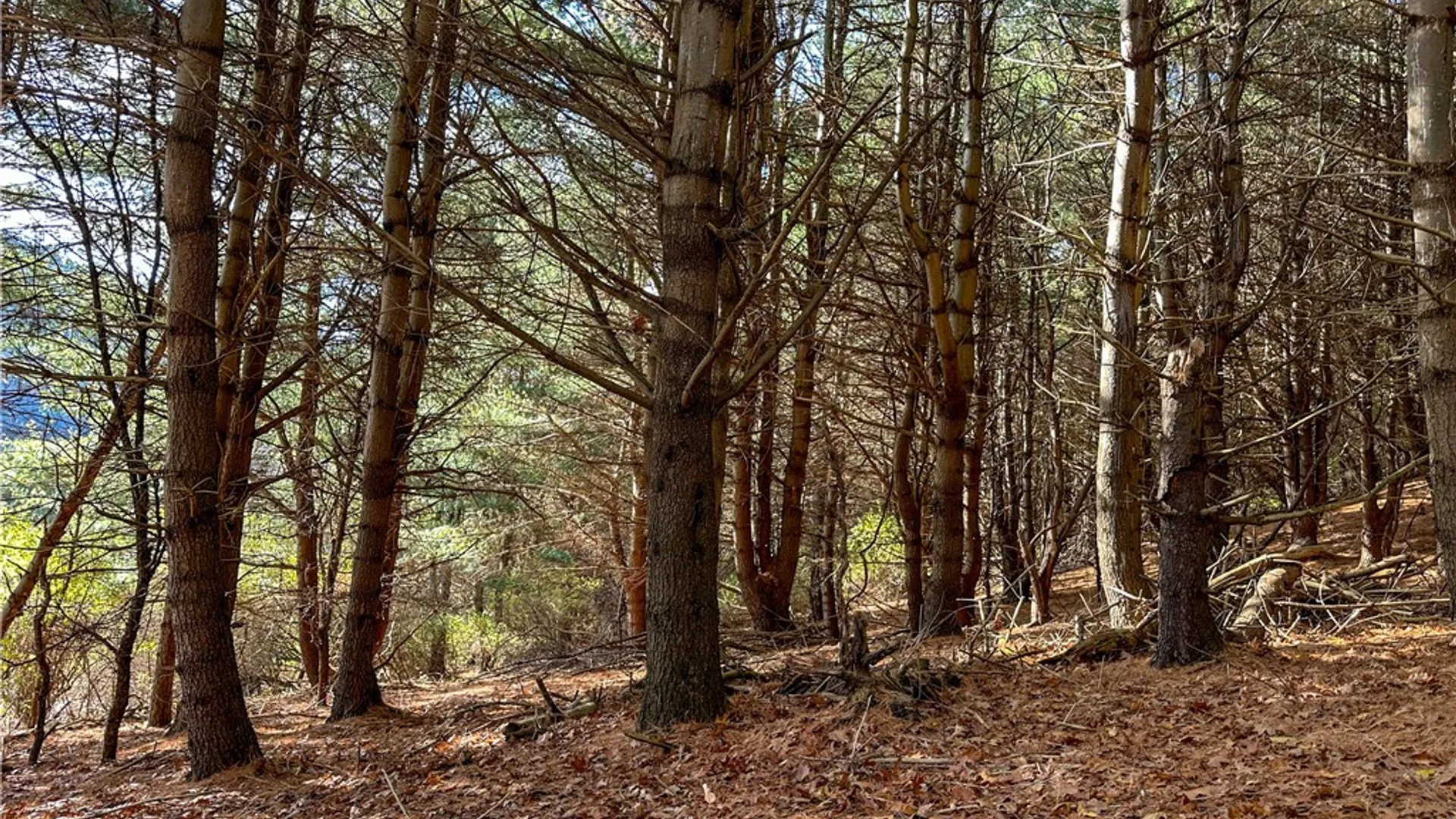 Property at VL Lot 1 County Route 119, Canisteo, NY 14823 9