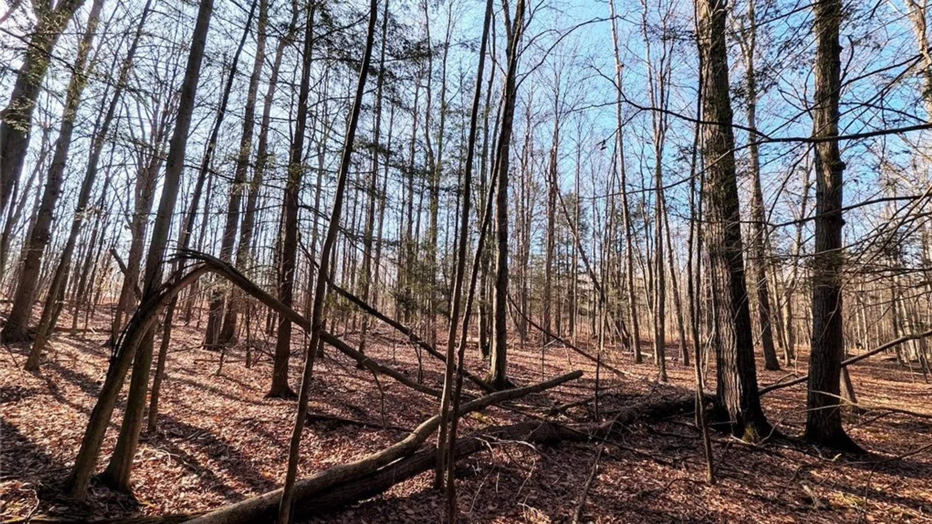 Property at South Road, Rathbone, NY 14801 15