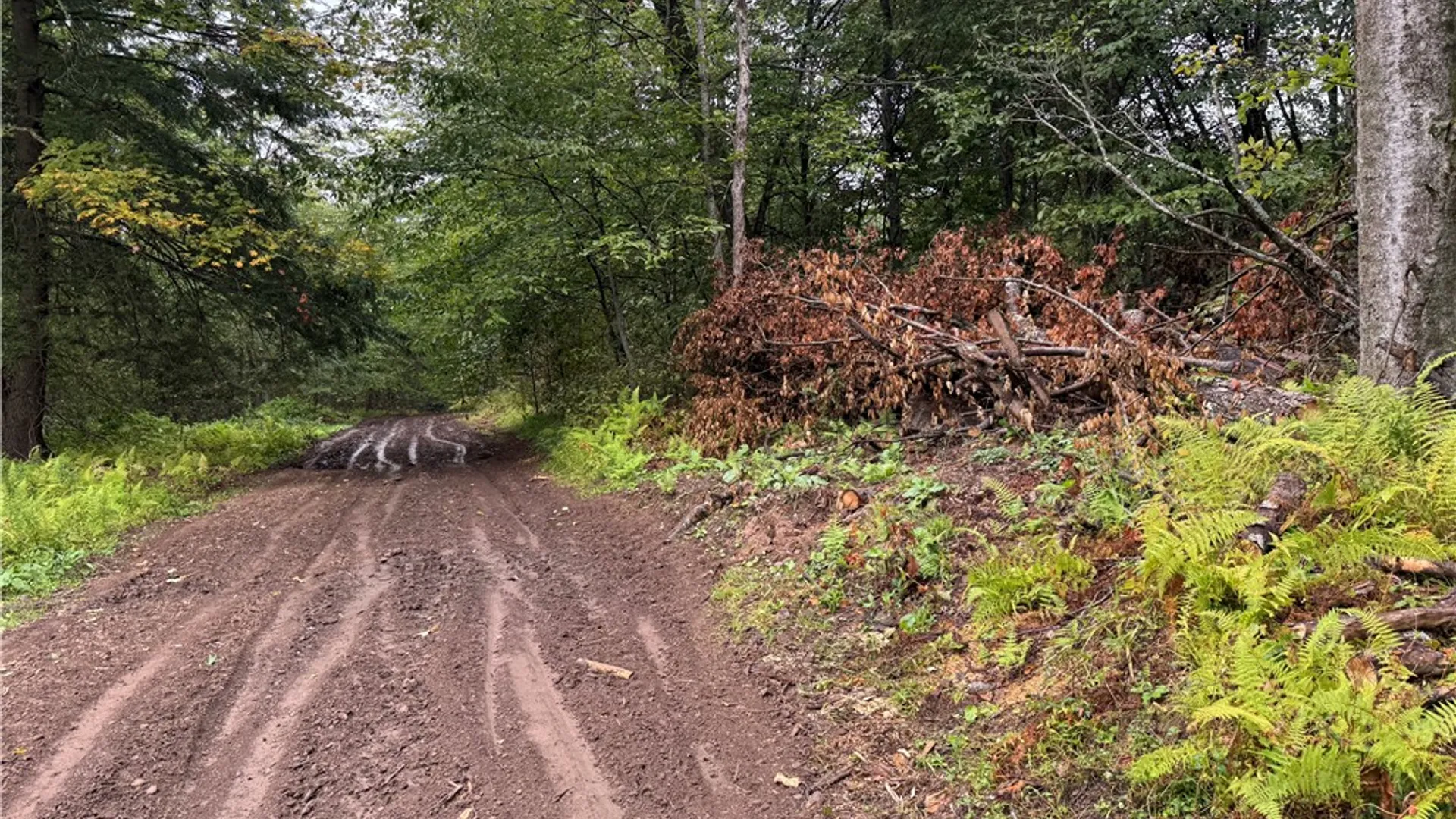 Property at 0 Alma Hill Road, Alma, NY 14895 2