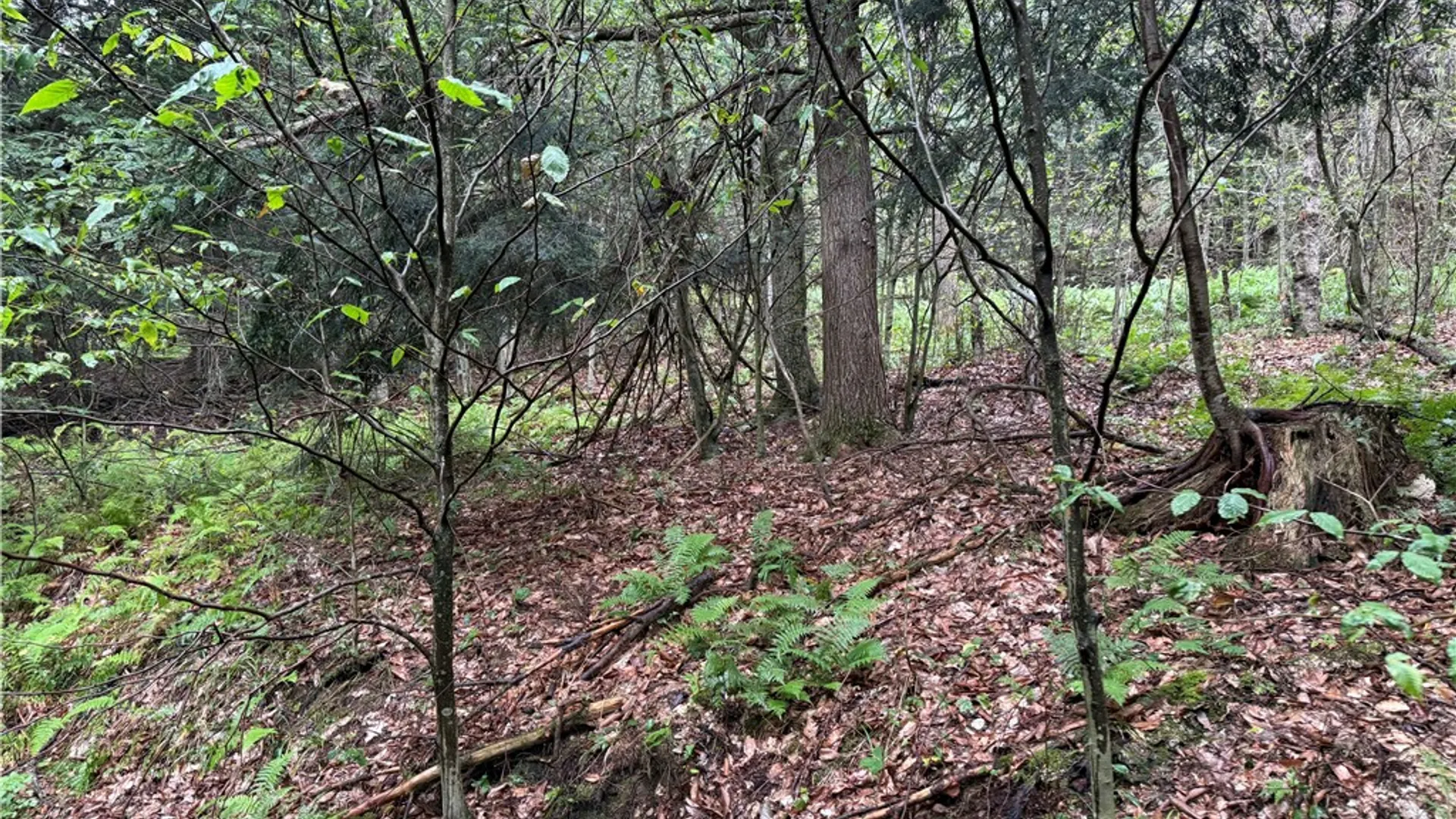 Property at 0 Alma Hill Road, Alma, NY 14895 4