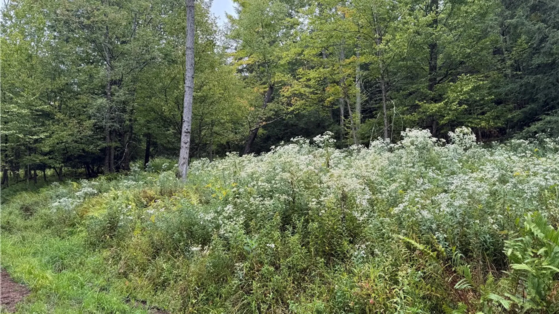 Property at 0 Alma Hill Road, Alma, NY 14895 5