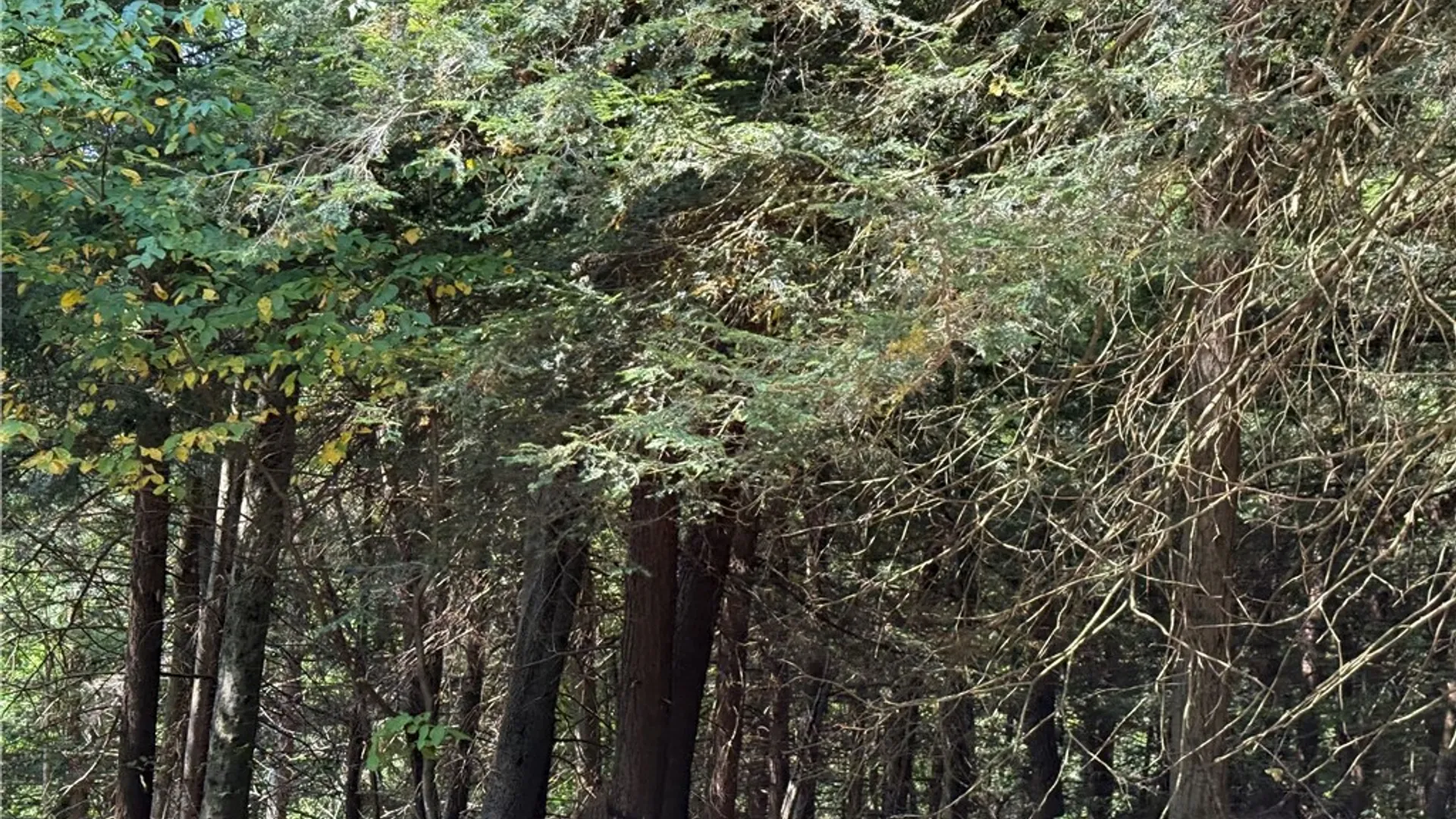 Property at 0 Alma Hill Road, Alma, NY 14895 7