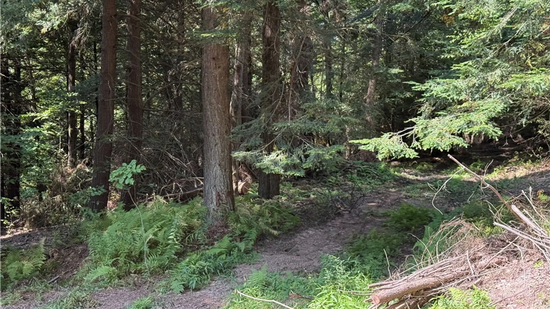 Property at 0 Alma Hill Road, Alma, NY 14895 8