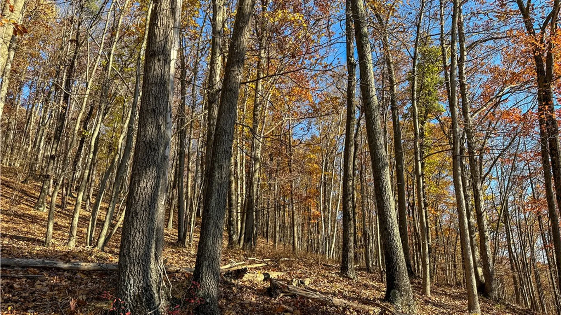 Property at VL Lot 3 Oregon Rd, Canisteo, NY 14823 15
