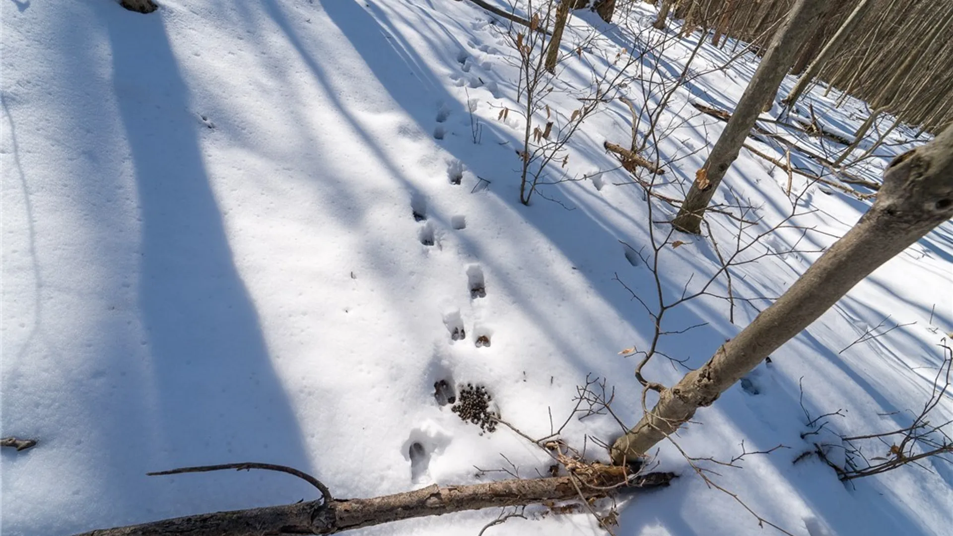 Property at Nys Route 414, Catlin, NY 14902 16