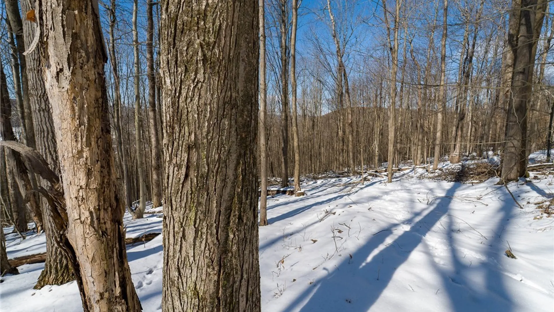 Property at Nys Route 414, Catlin, NY 14902 2