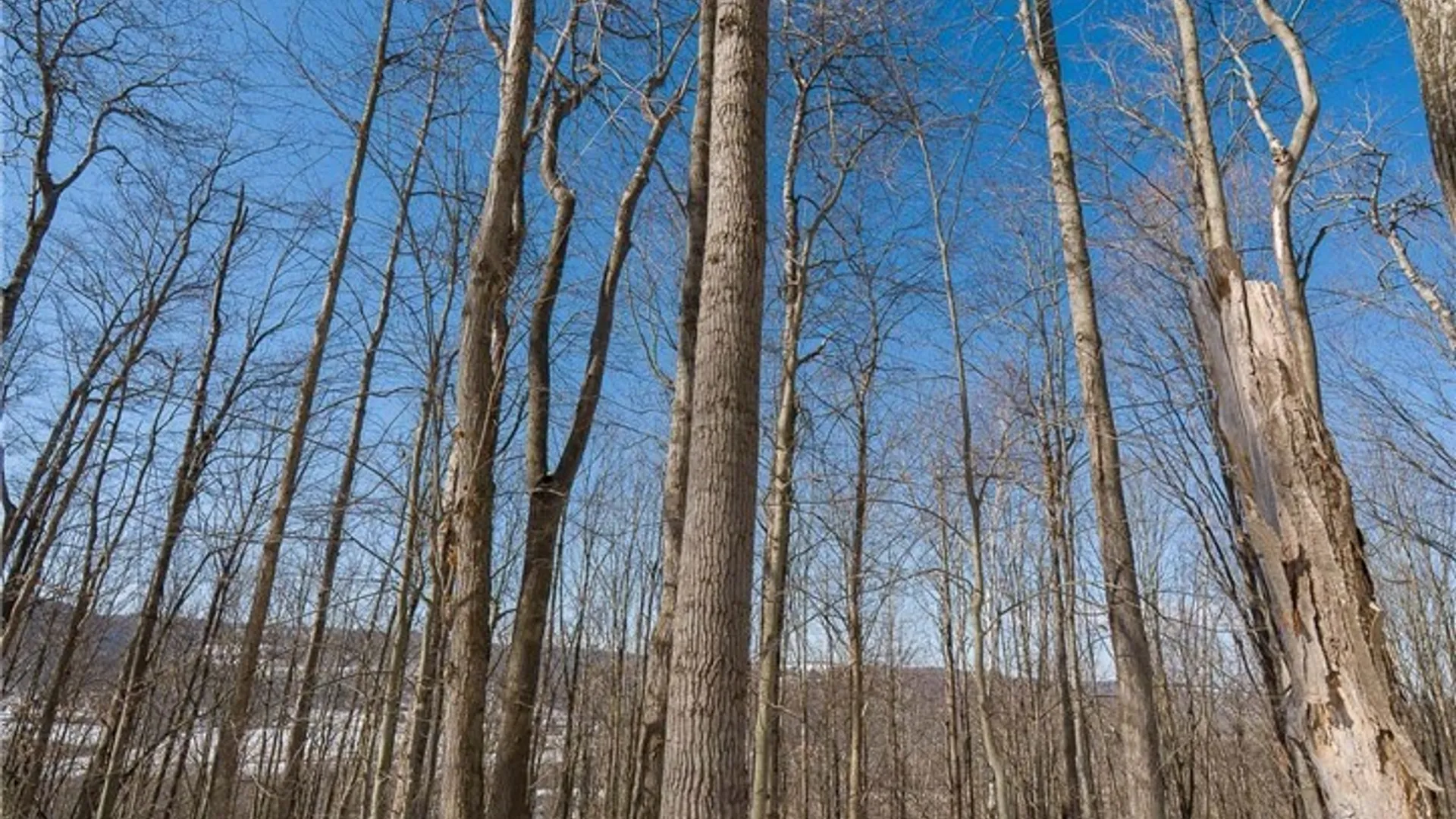 Property at Nys Route 414, Catlin, NY 14902 25