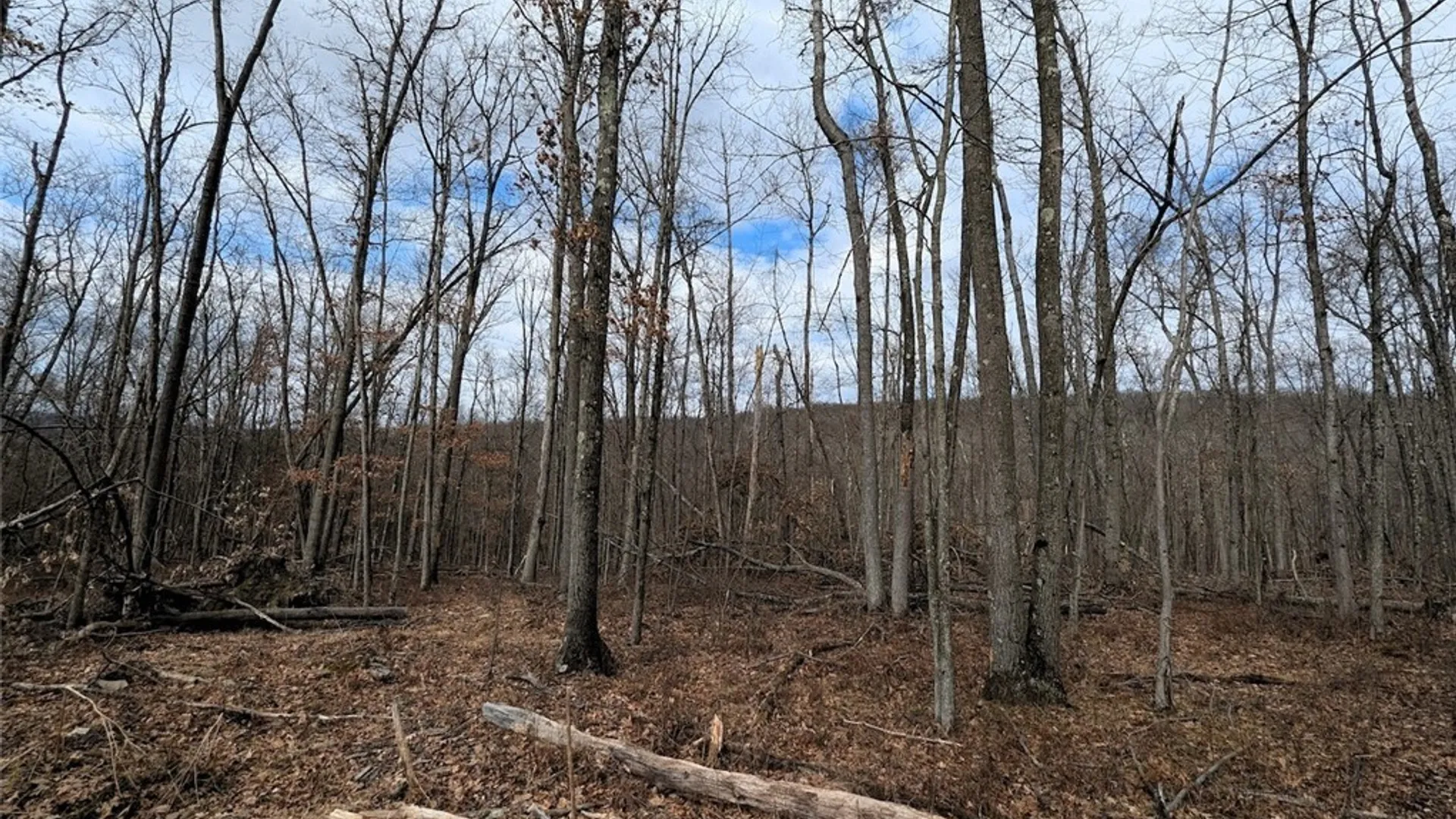 Property at Welty Road, Lindley, NY 14858 35