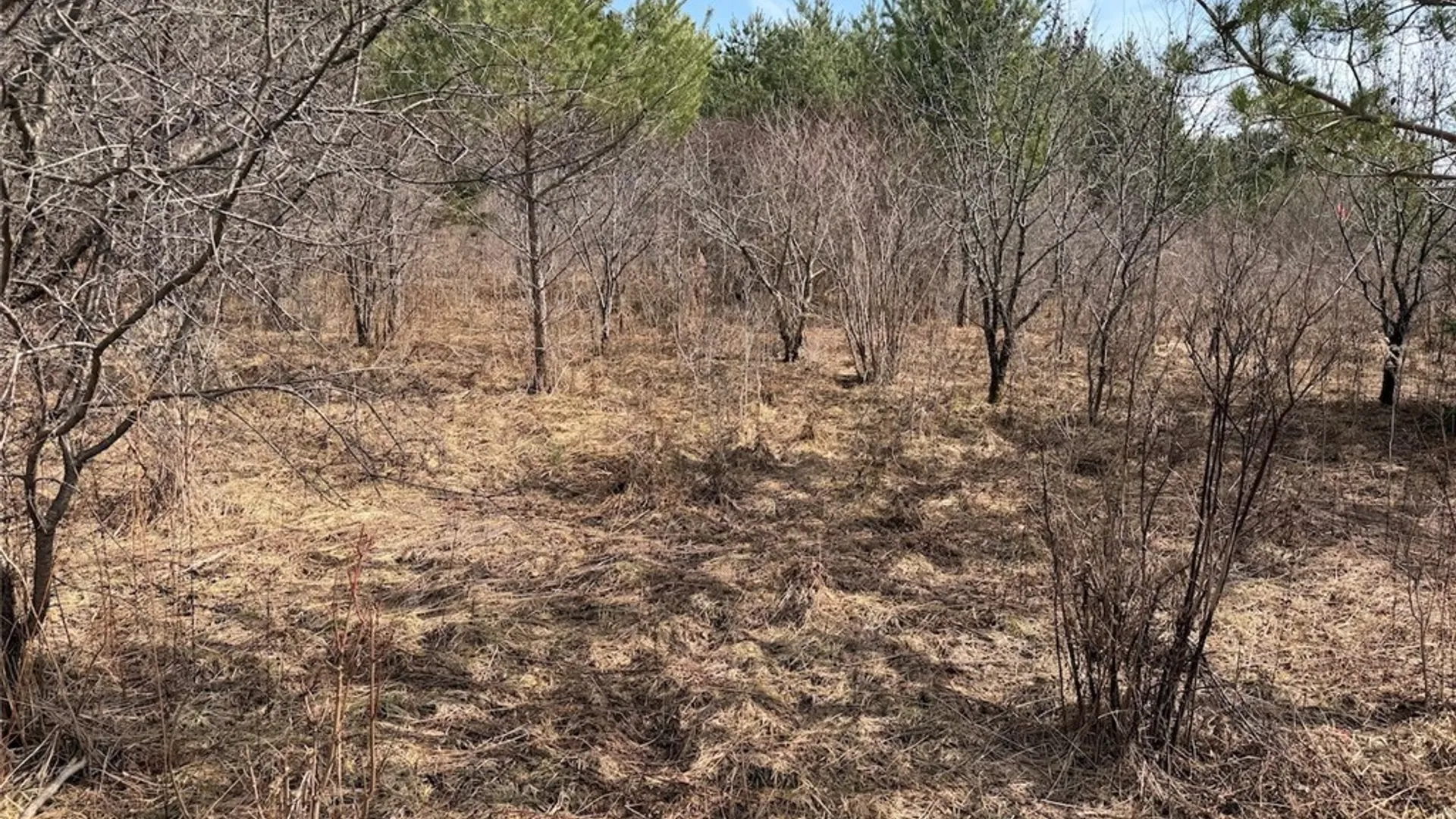 Property at White Creek Road, Friendship, NY 14739 10