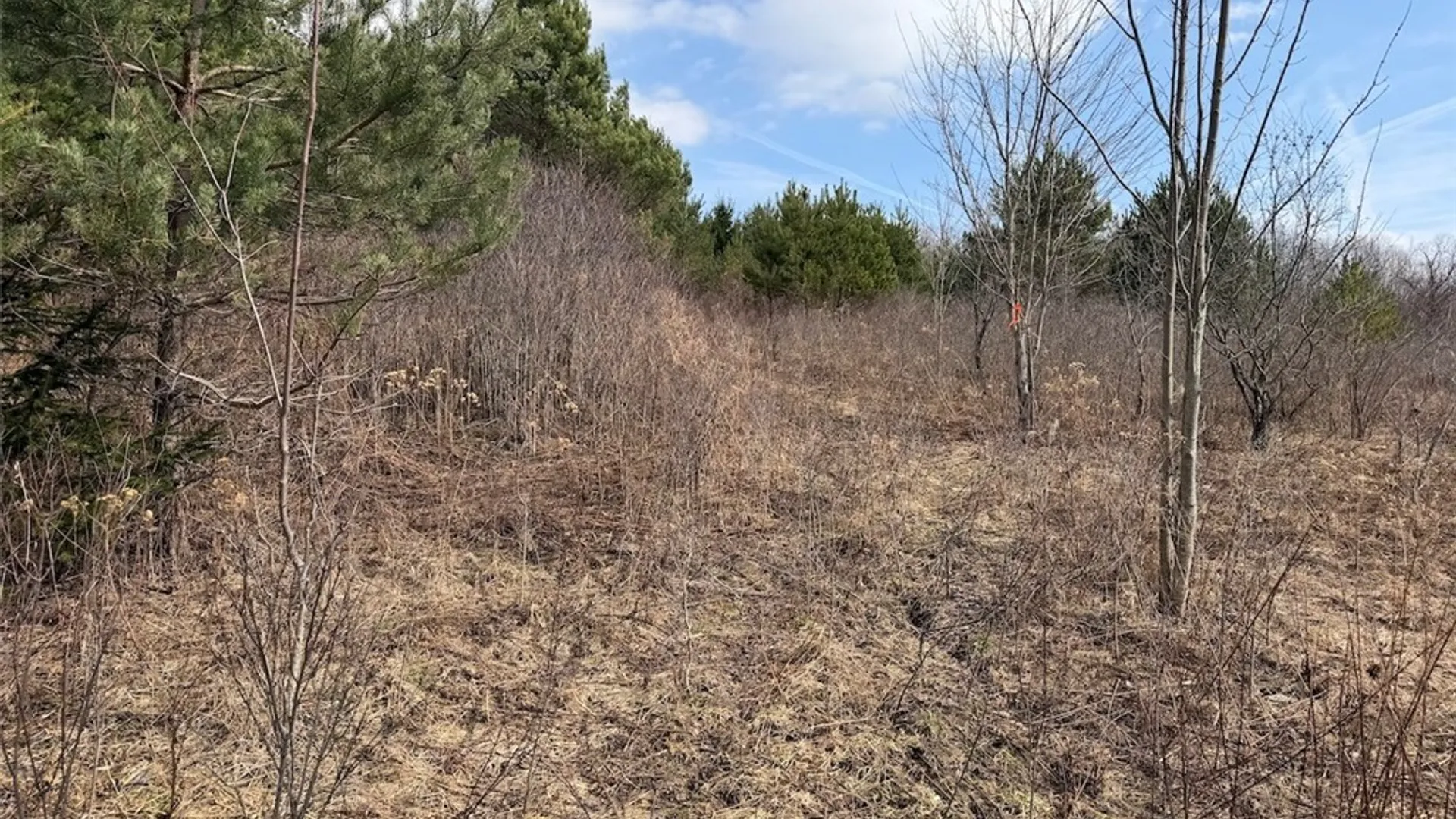 Property at White Creek Road, Friendship, NY 14739 11