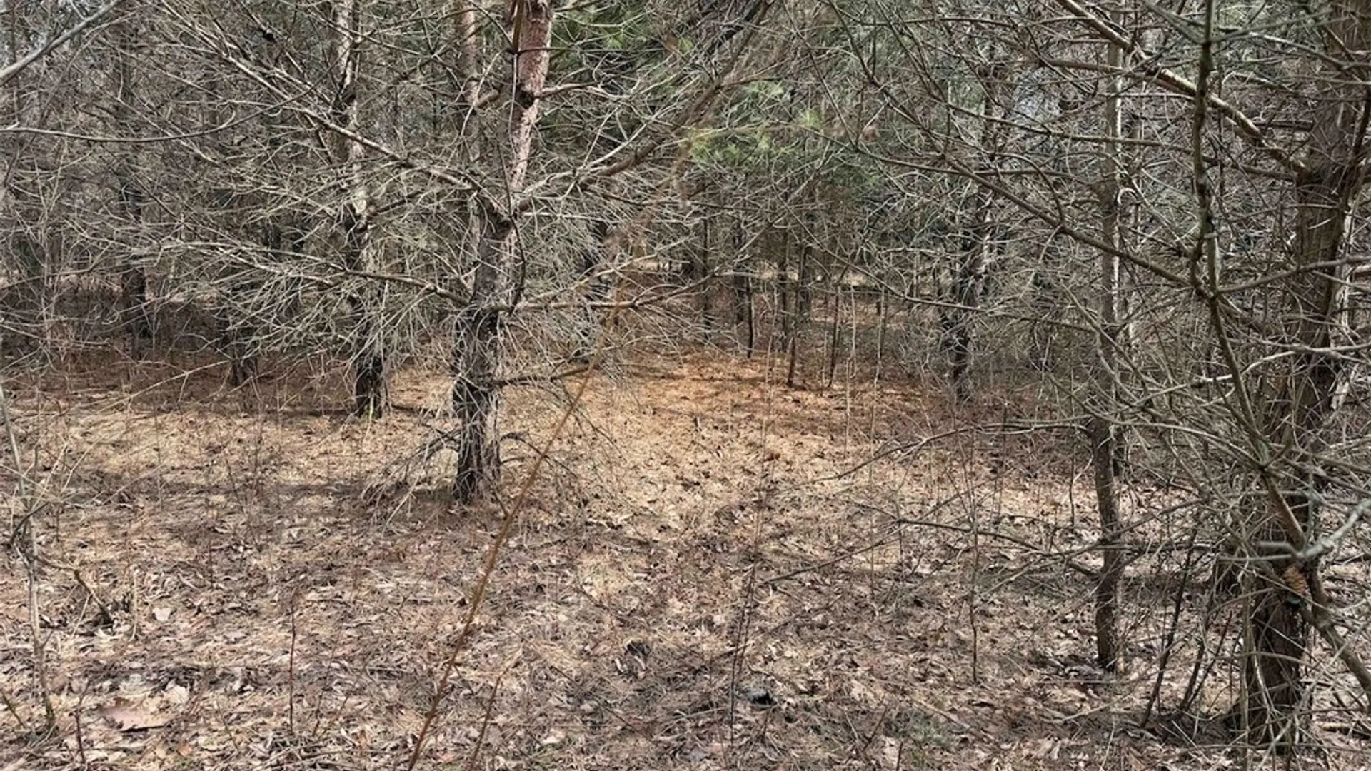 Property at White Creek Road, Friendship, NY 14739 12