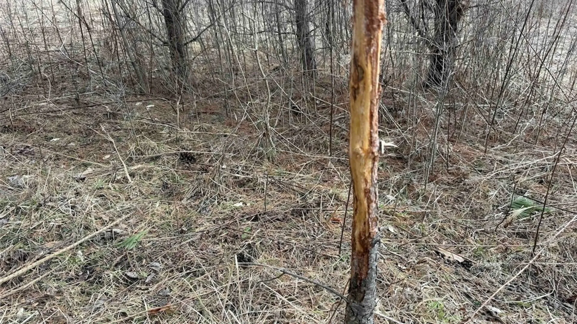 Property at White Creek Road, Friendship, NY 14739 13