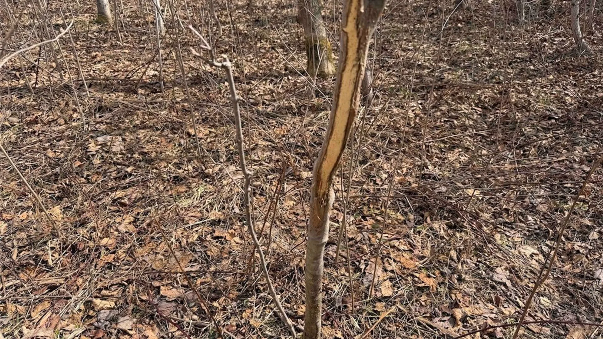 Property at White Creek Road, Friendship, NY 14739 18