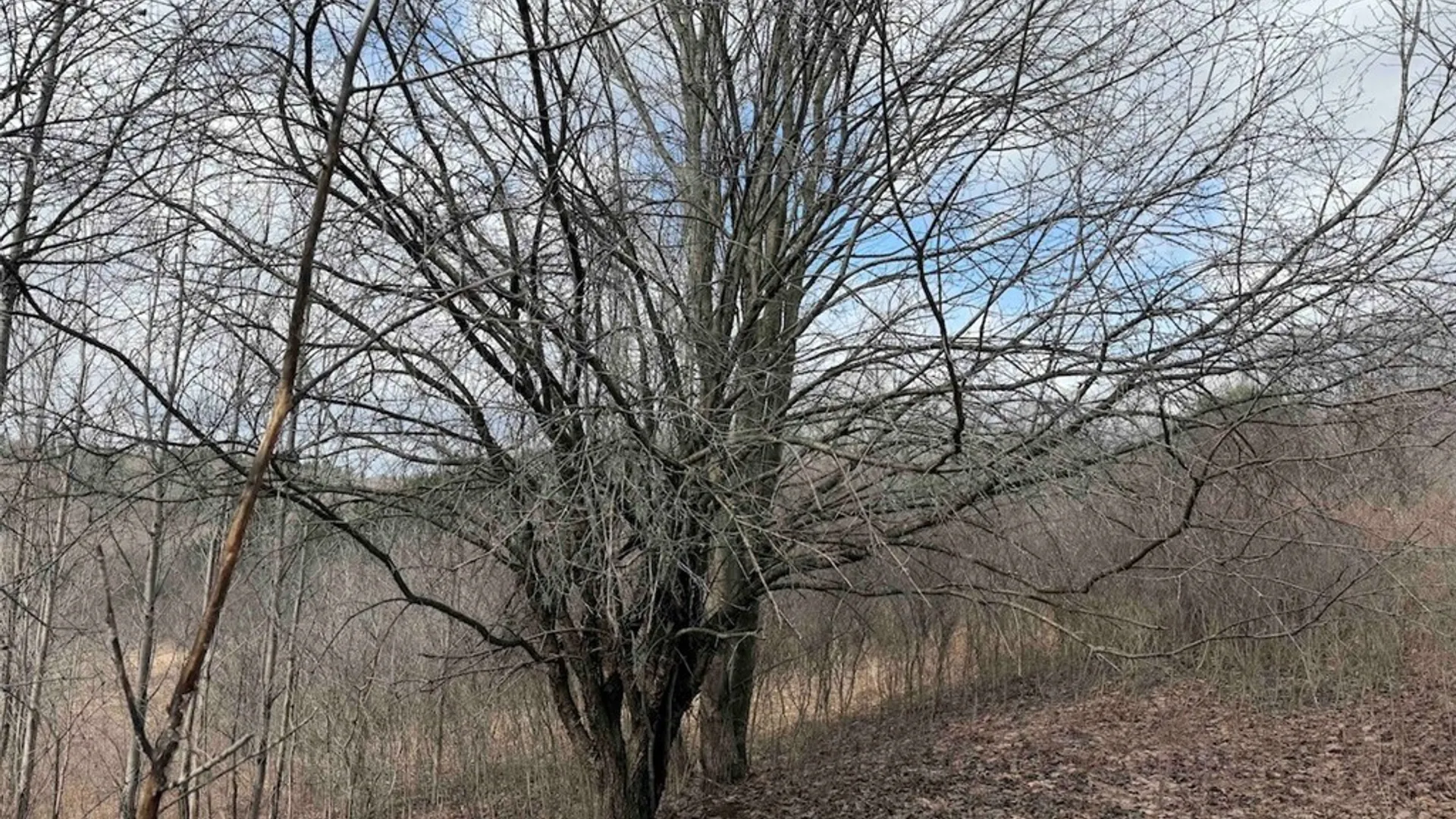 Property at White Creek Road, Friendship, NY 14739 19