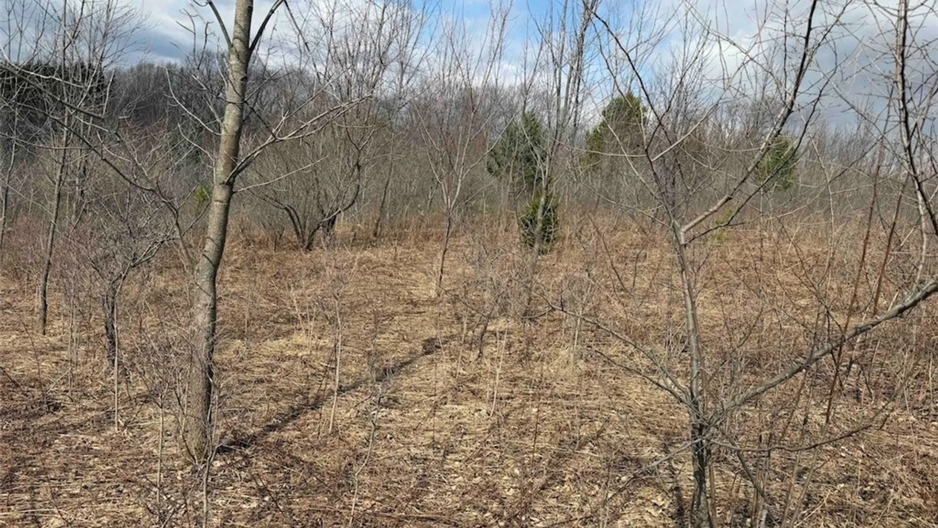 Property at White Creek Road, Friendship, NY 14739 20