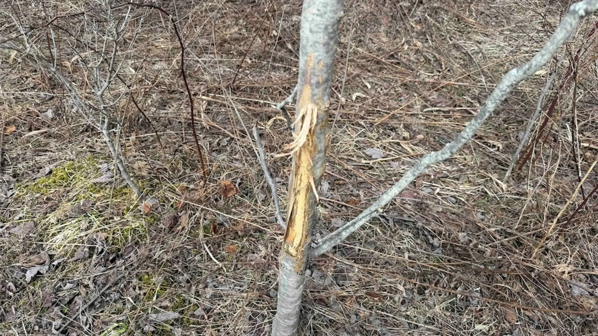 Property at White Creek Road, Friendship, NY 14739 21