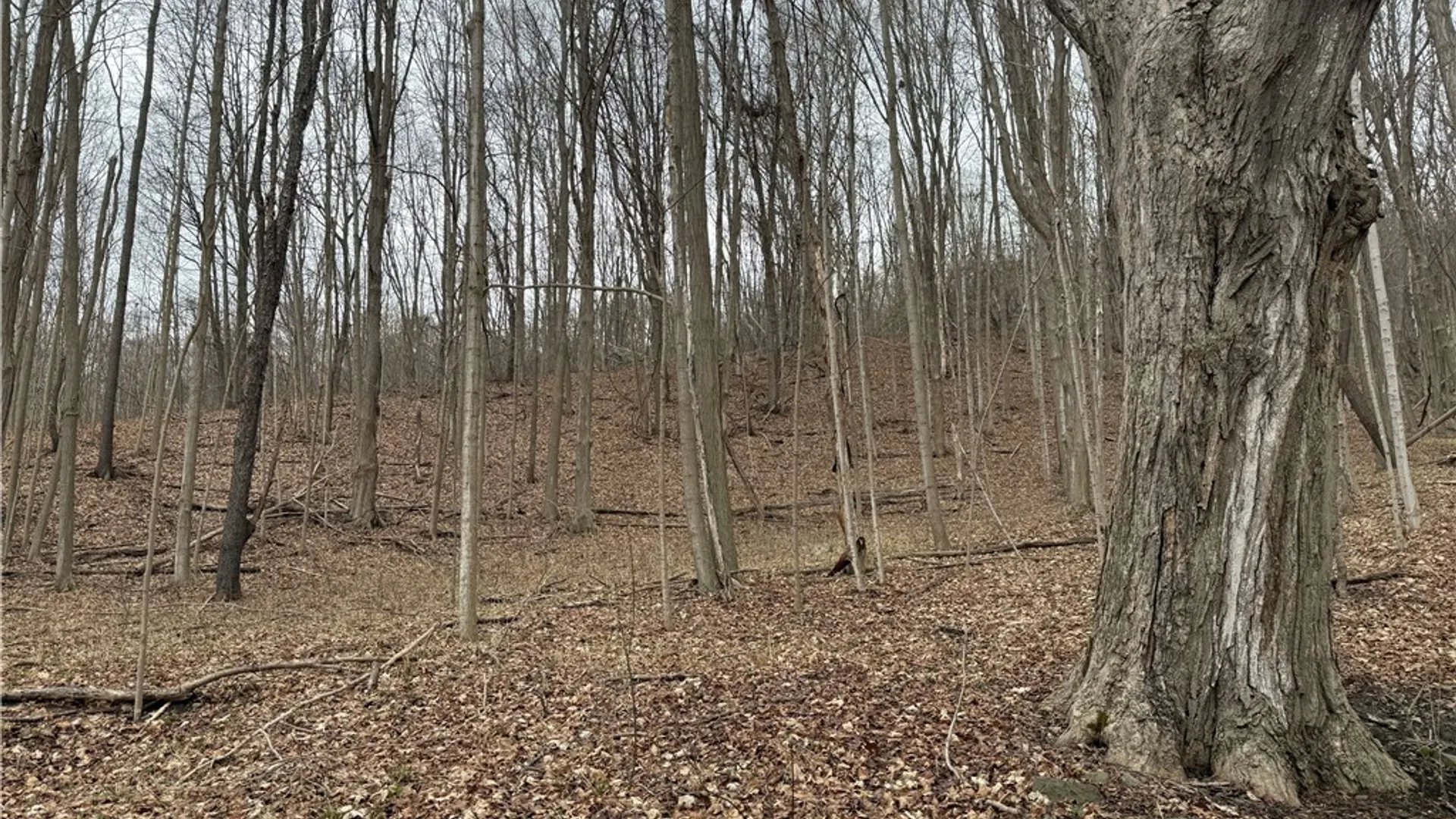 Property at 1592 Emerson Road, Potter, NY 14507 3