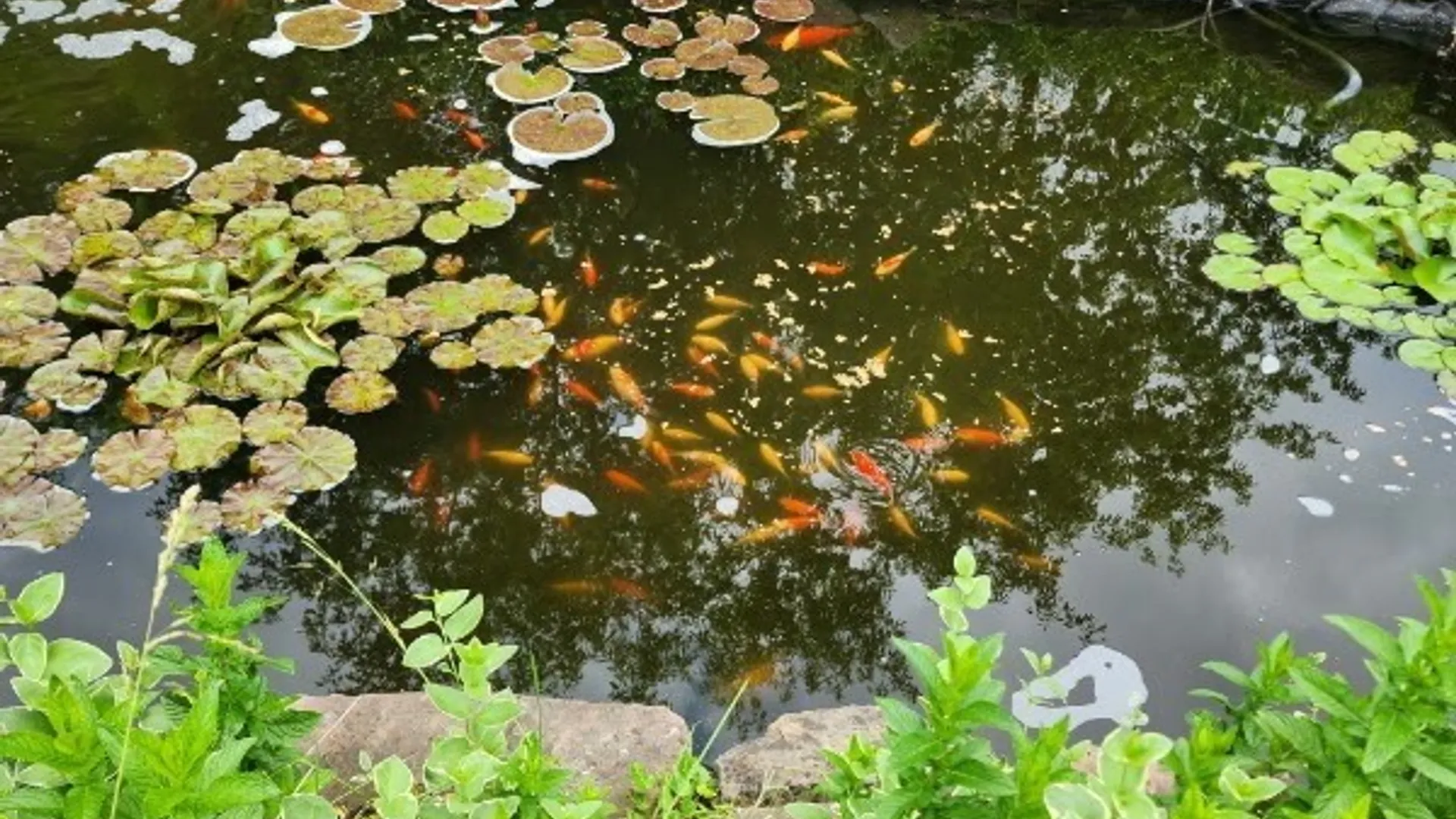 Property at 151 Worthy Avenue, Ridgeway, NY 14103 37