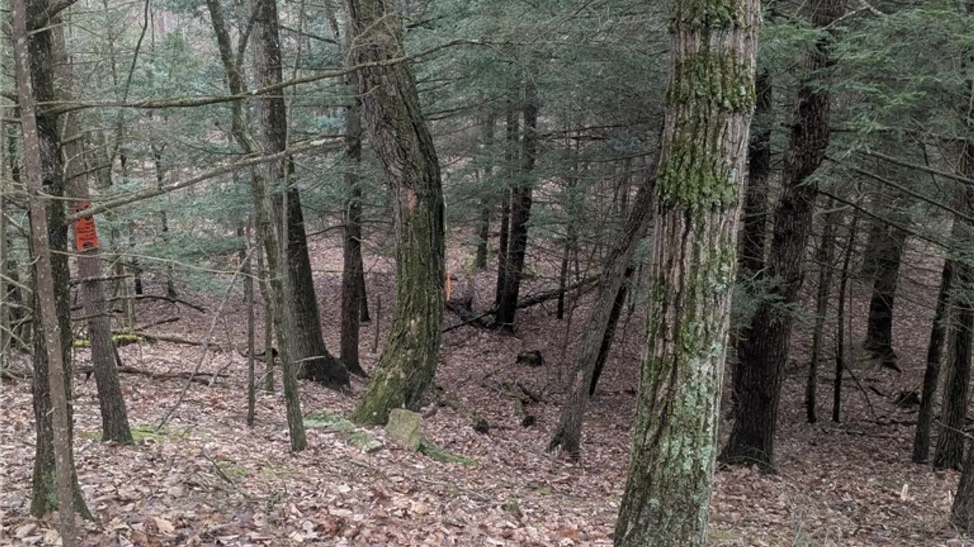 Property at 370 Ellis Creek Rd, Barton, NY 14892 16