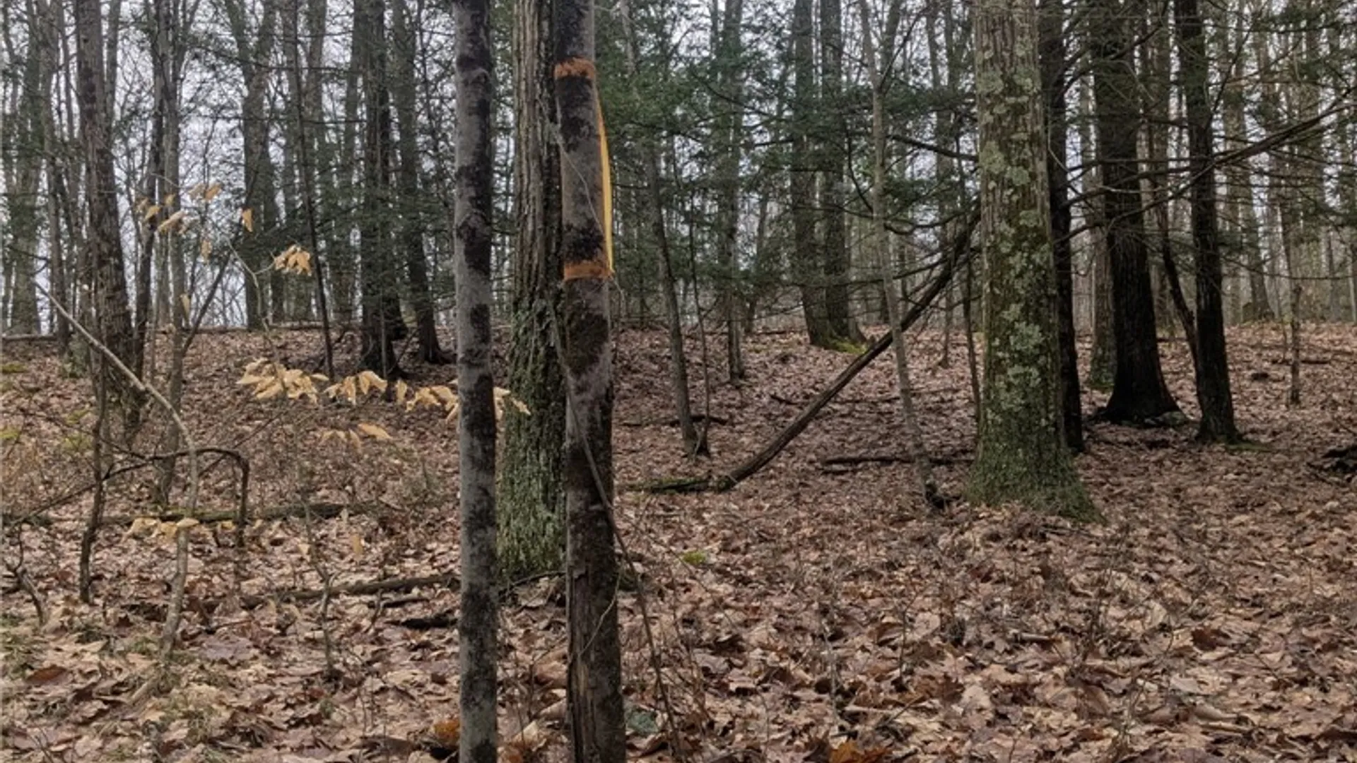 Property at 370 Ellis Creek Rd, Barton, NY 14892 17