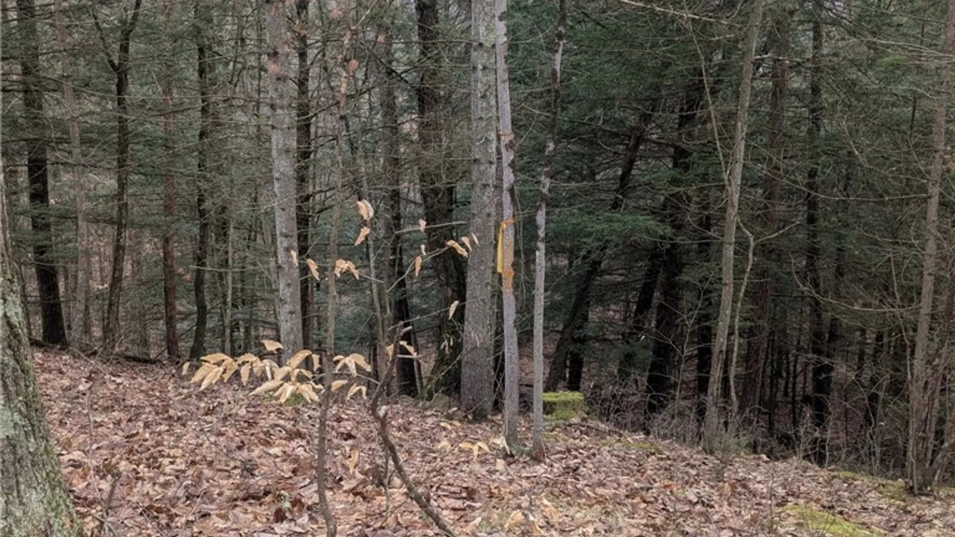 Property at 370 Ellis Creek Rd, Barton, NY 14892 18