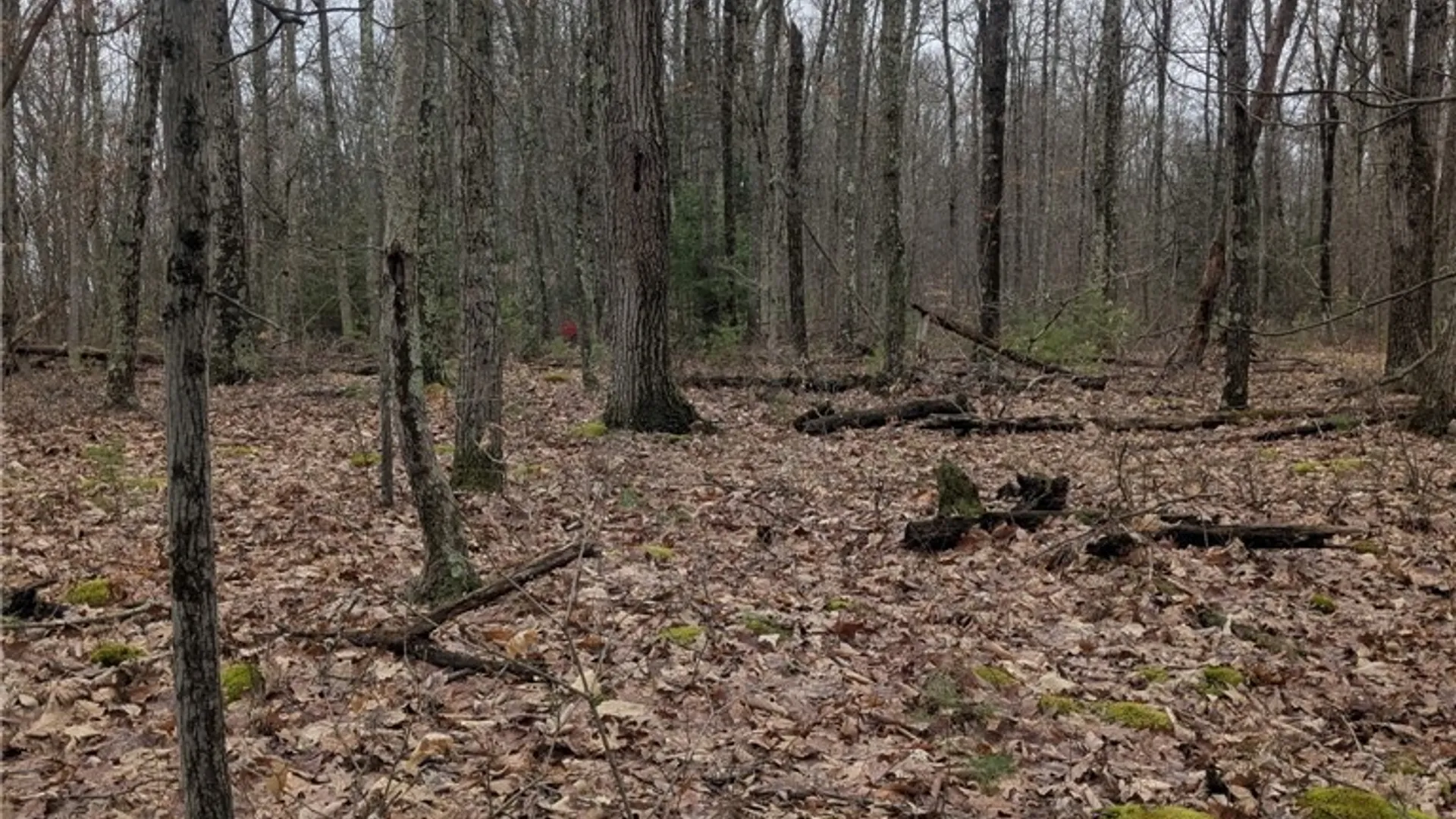 Property at 370 Ellis Creek Rd, Barton, NY 14892 20