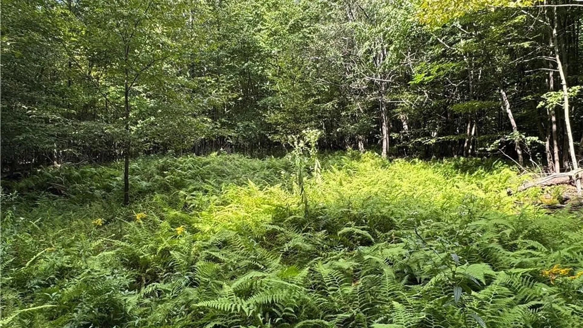 Property at 5400 County Road 38, Alma, NY 14708 43