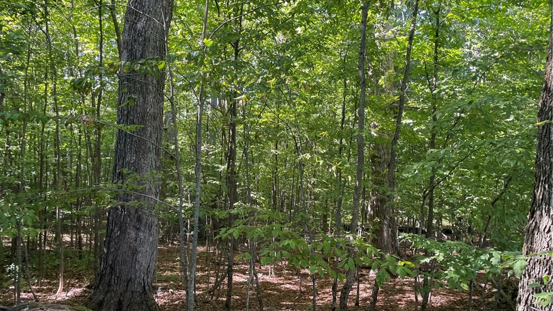 Property at 19.221 Turnpike Road, Meredith, NY 13757 5