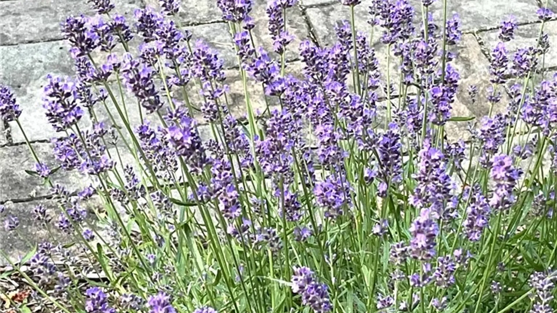 Property at 127 Maple Avenue, Victor, NY 14564 44