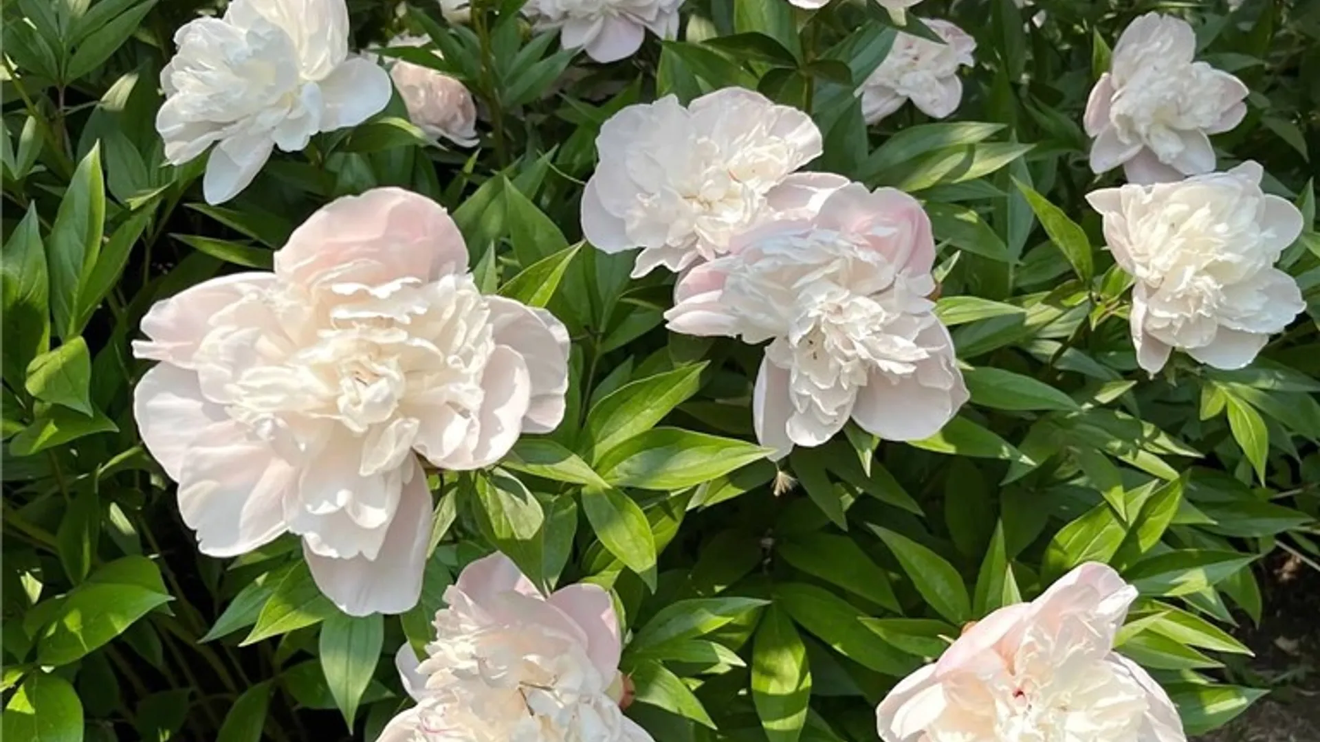 Property at 127 Maple Avenue, Victor, NY 14564 45