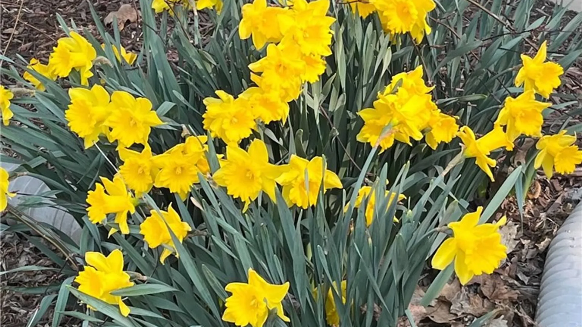 Property at 127 Maple Avenue, Victor, NY 14564 46