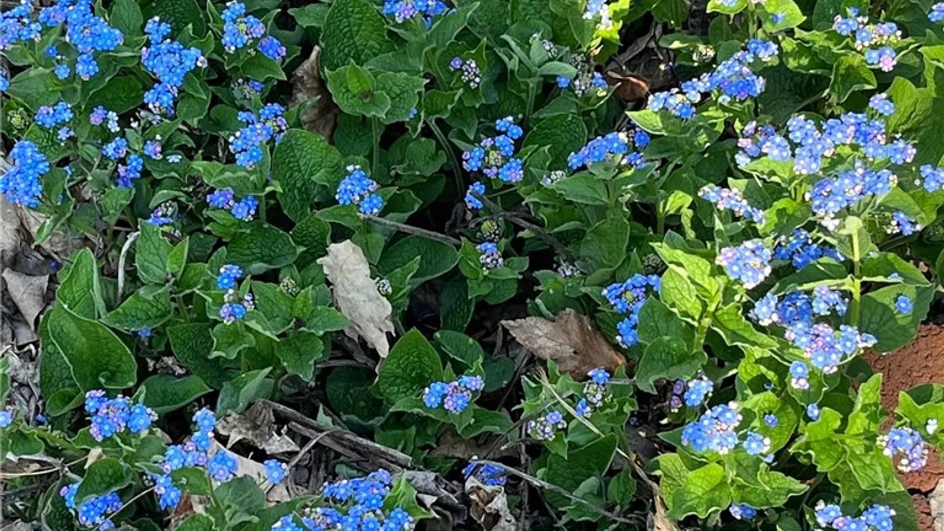 Property at 127 Maple Avenue, Victor, NY 14564 47