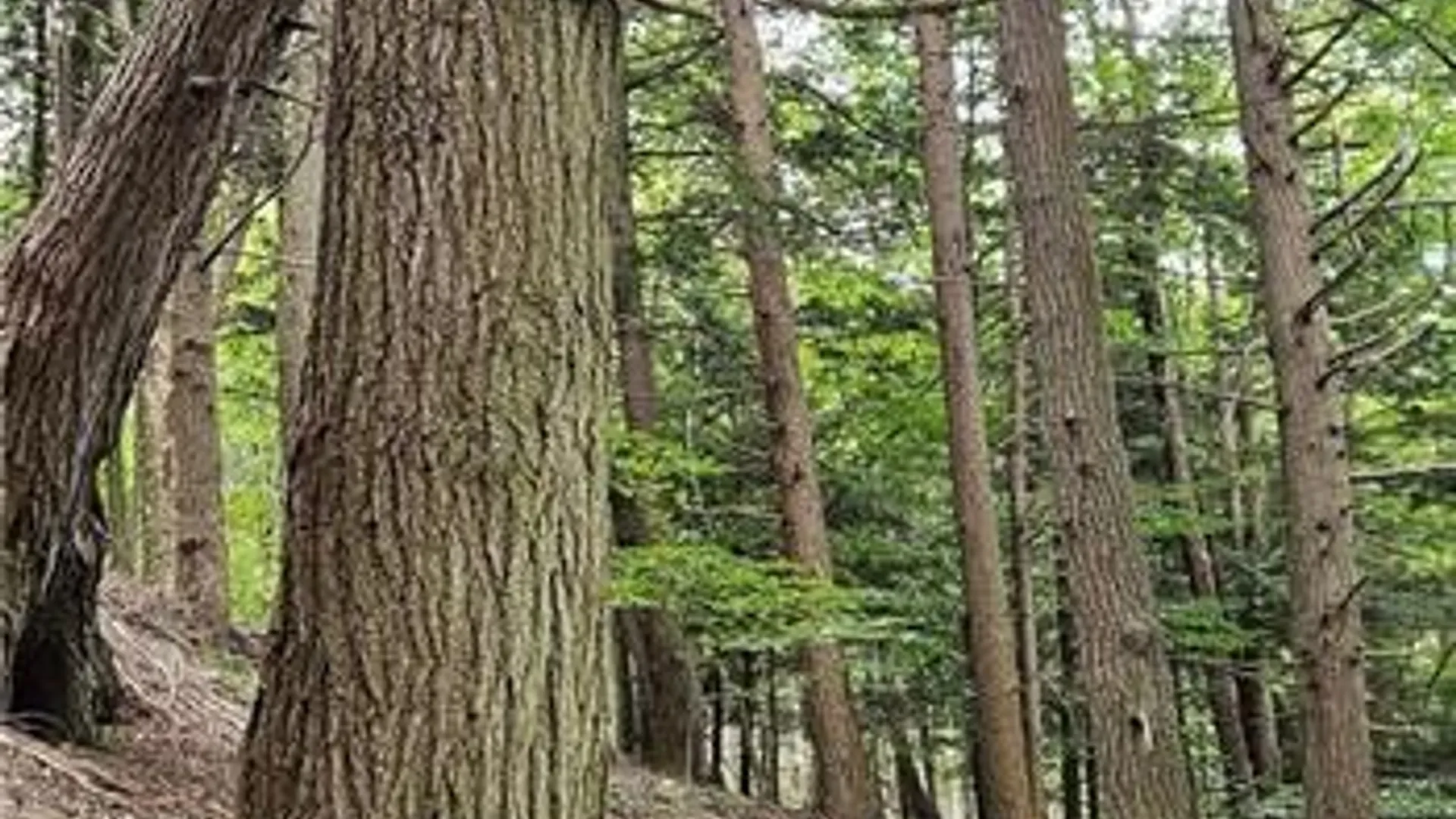 Property at 0 Lafayette Road, Groton, NY 13073 10