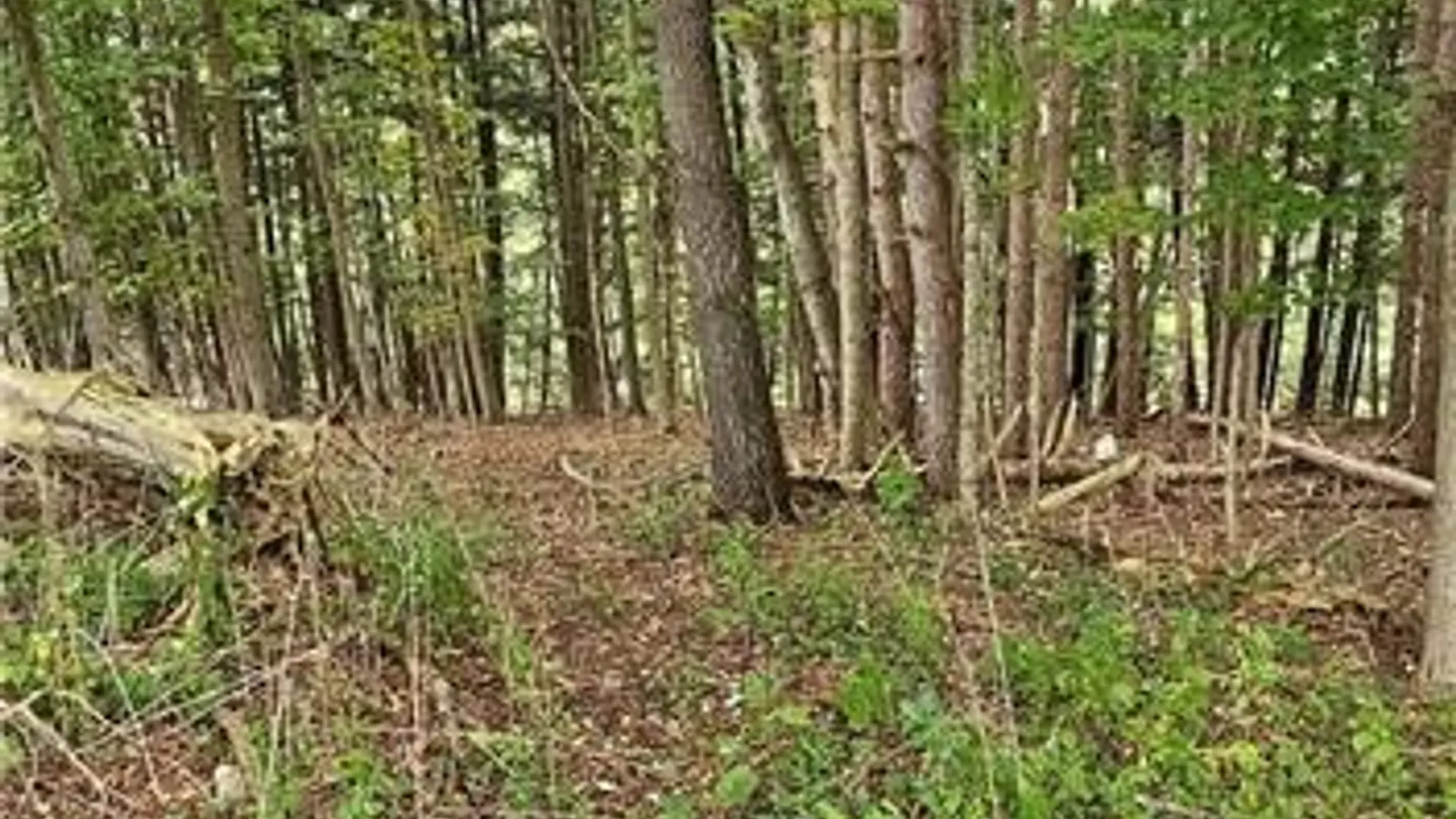 Property at 0 Lafayette Road, Groton, NY 13073 7