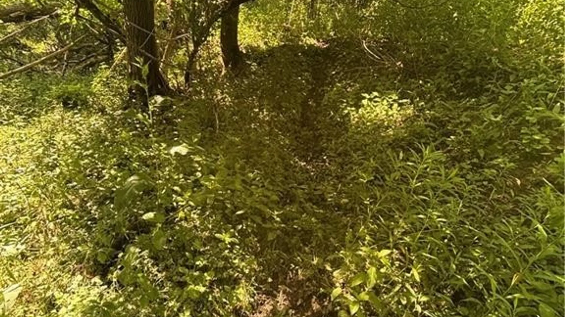 Property at 2710 County Road 9, Scio, NY 14880 15