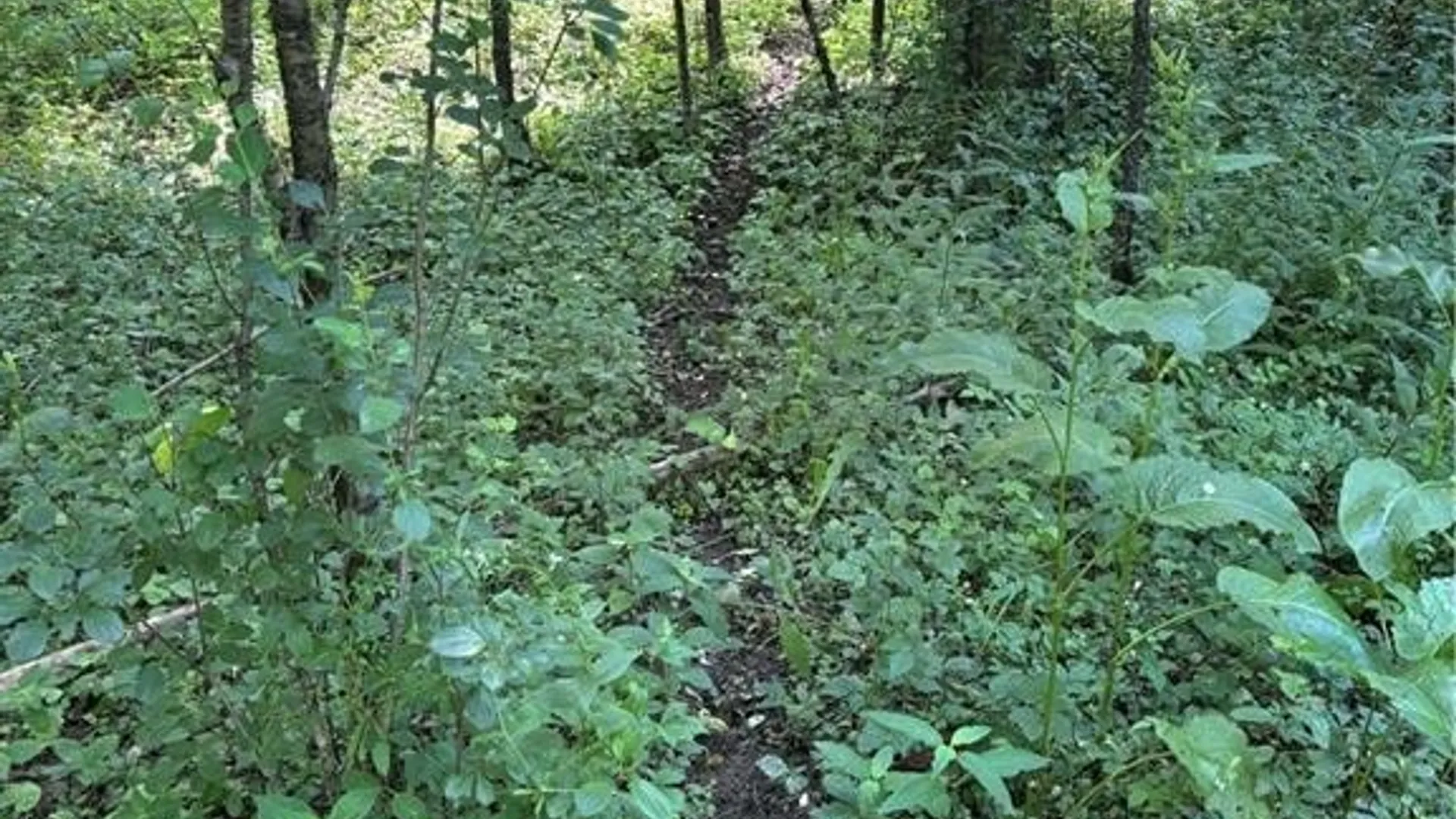 Property at 2710 County Road 9, Scio, NY 14880 16