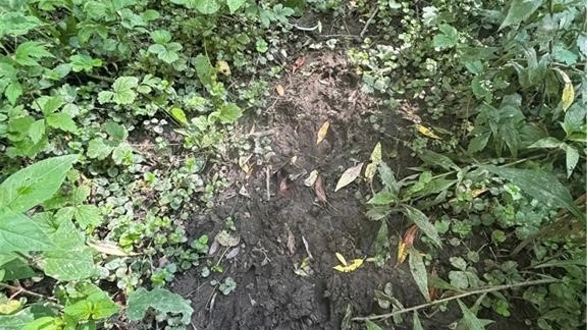 Property at 2710 County Road 9, Scio, NY 14880 17