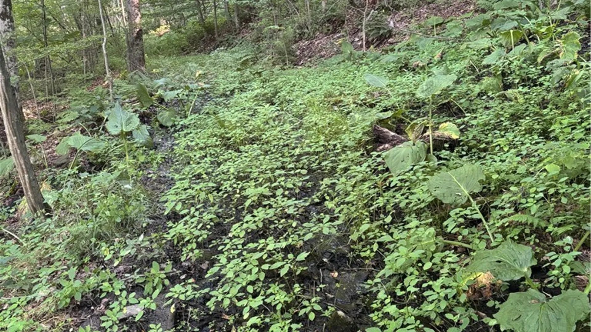 Property at 2045 Baxter Mills Road, Ischua, NY 14743 16