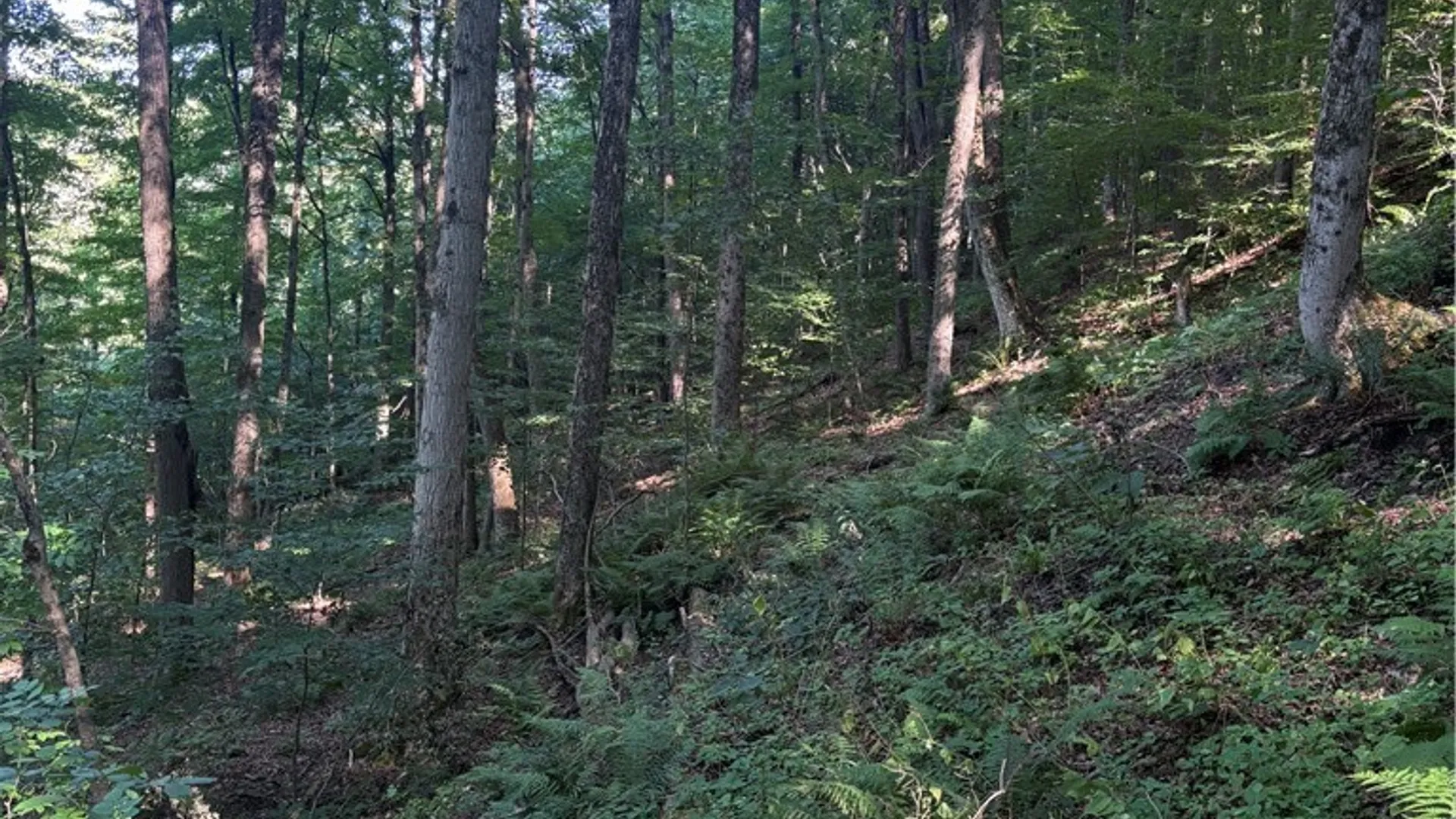 Property at 2045 Baxter Mills Road, Ischua, NY 14743 20
