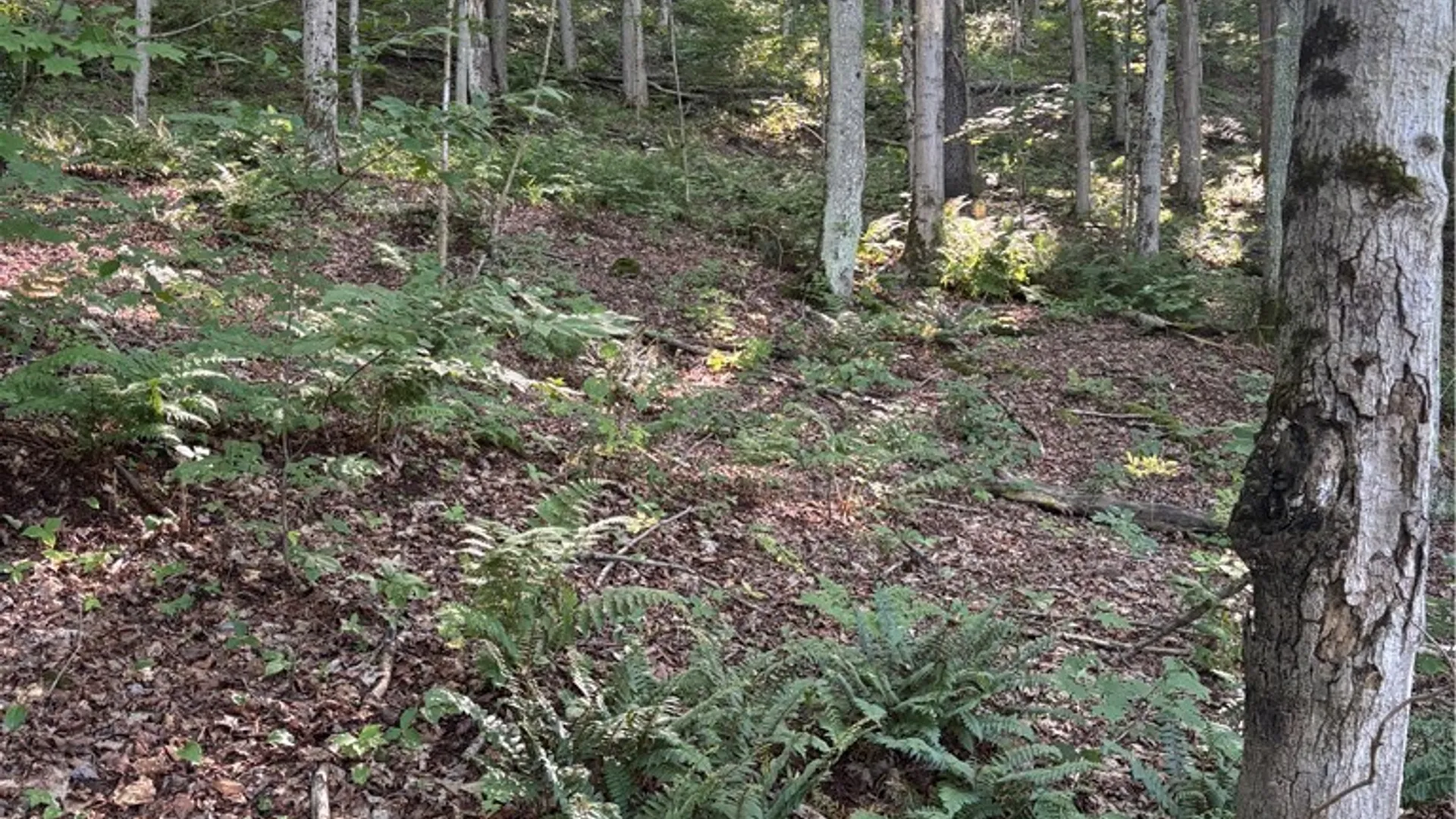 Property at 2045 Baxter Mills Road, Ischua, NY 14743 22