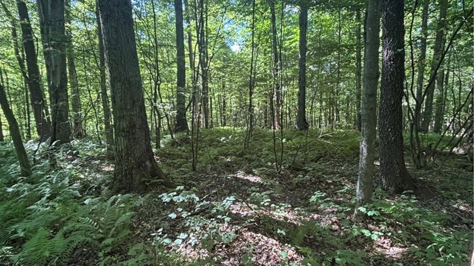 Property at 2045 Baxter Mills Road, Ischua, NY 14743 23