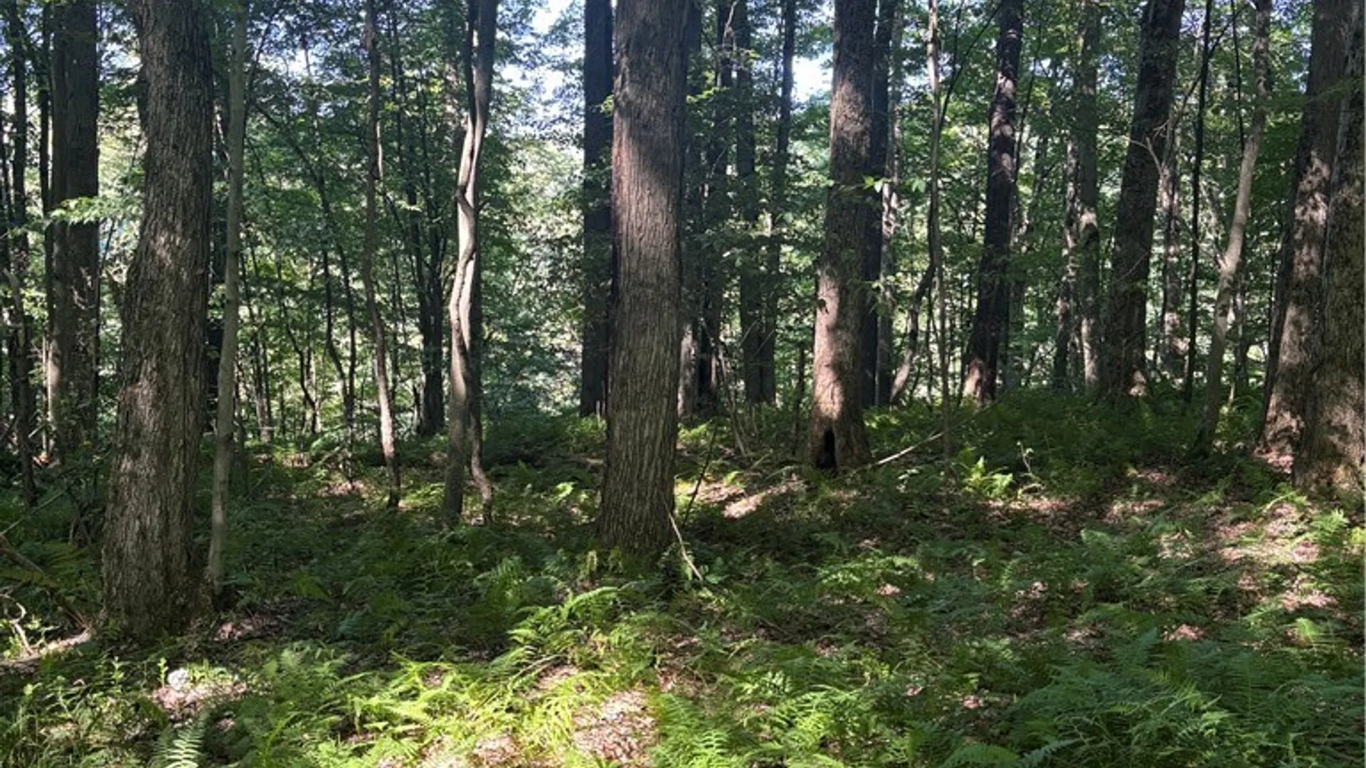 Property at 2045 Baxter Mills Road, Ischua, NY 14743 25