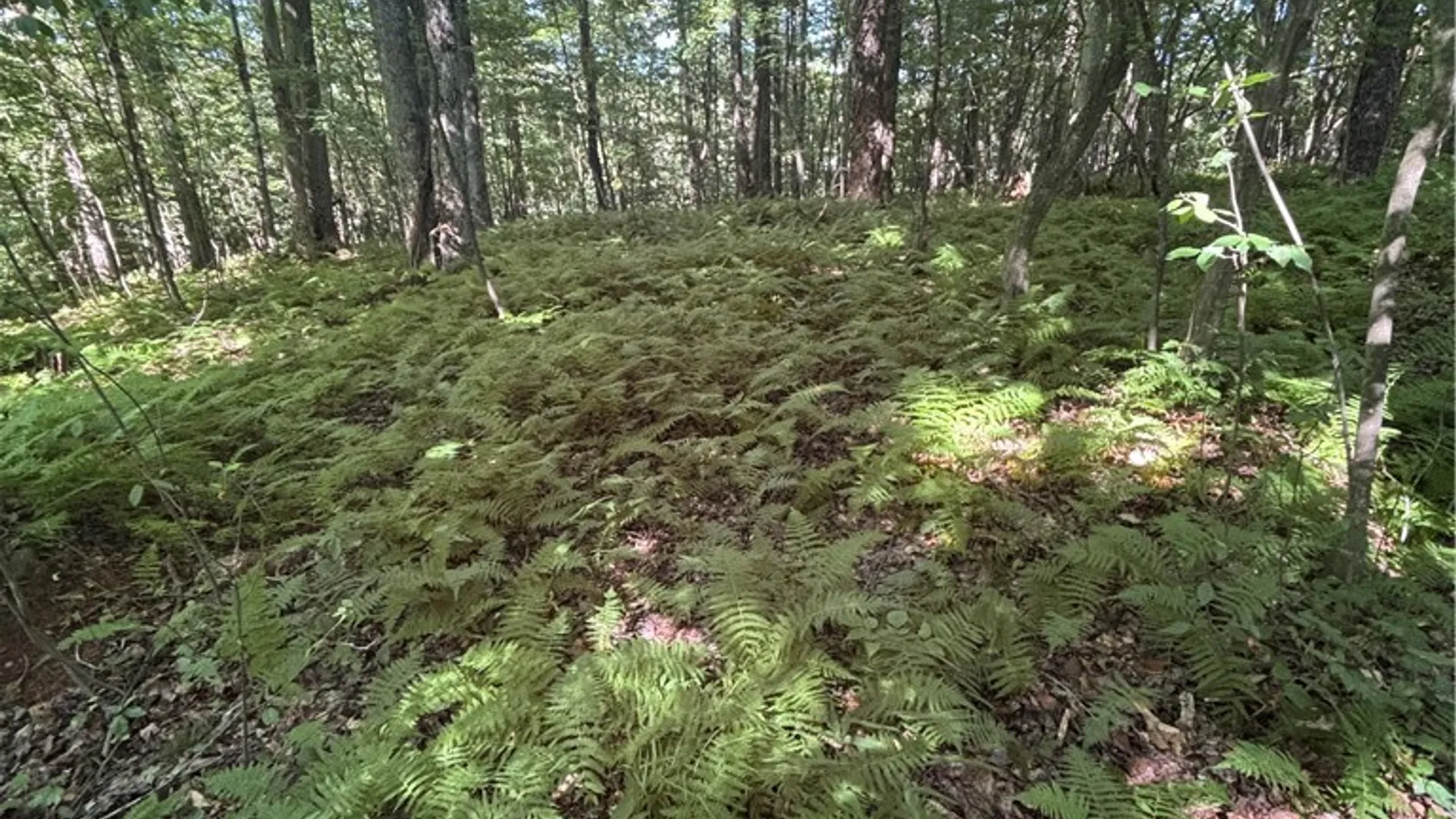 Property at 2045 Baxter Mills Road, Ischua, NY 14743 27